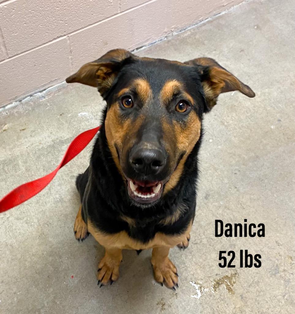 Danica, Adoptable, Adult Female German Shepherd Dog & Australian Shepherd.
