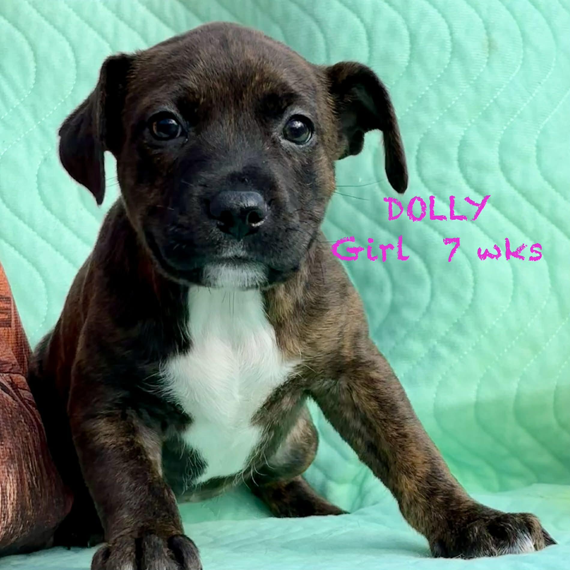 Dolly, Adoptable, Puppy Female Spaniel & Terrier.