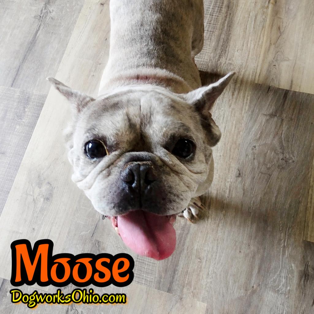 Enlarge Moose, a Adoptable French Bulldog in Toledo, OH image 1/3