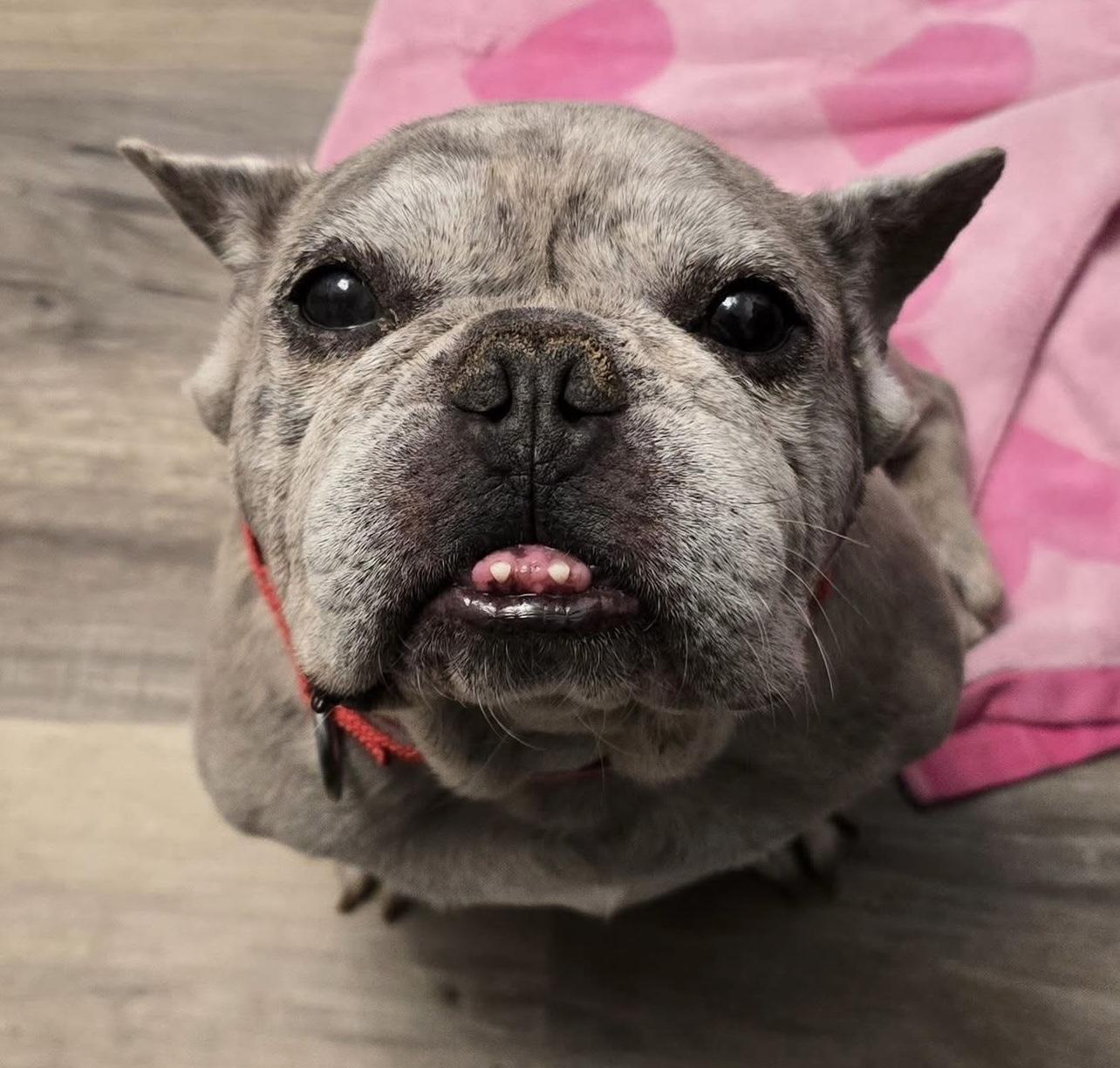 Enlarge Moose, a Adoptable French Bulldog in Toledo, OH image 3/3