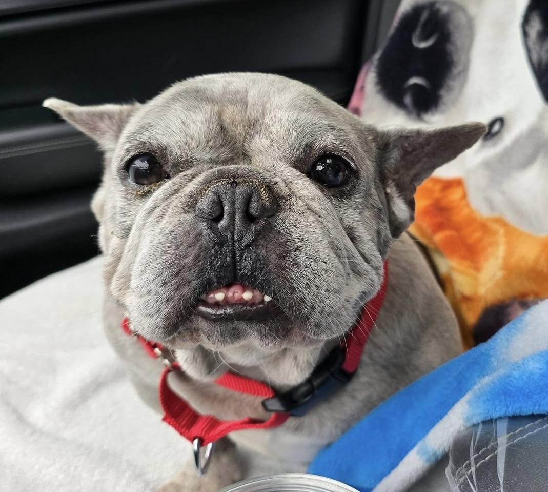 Enlarge Moose, a Adoptable French Bulldog in Toledo, OH image 2/3
