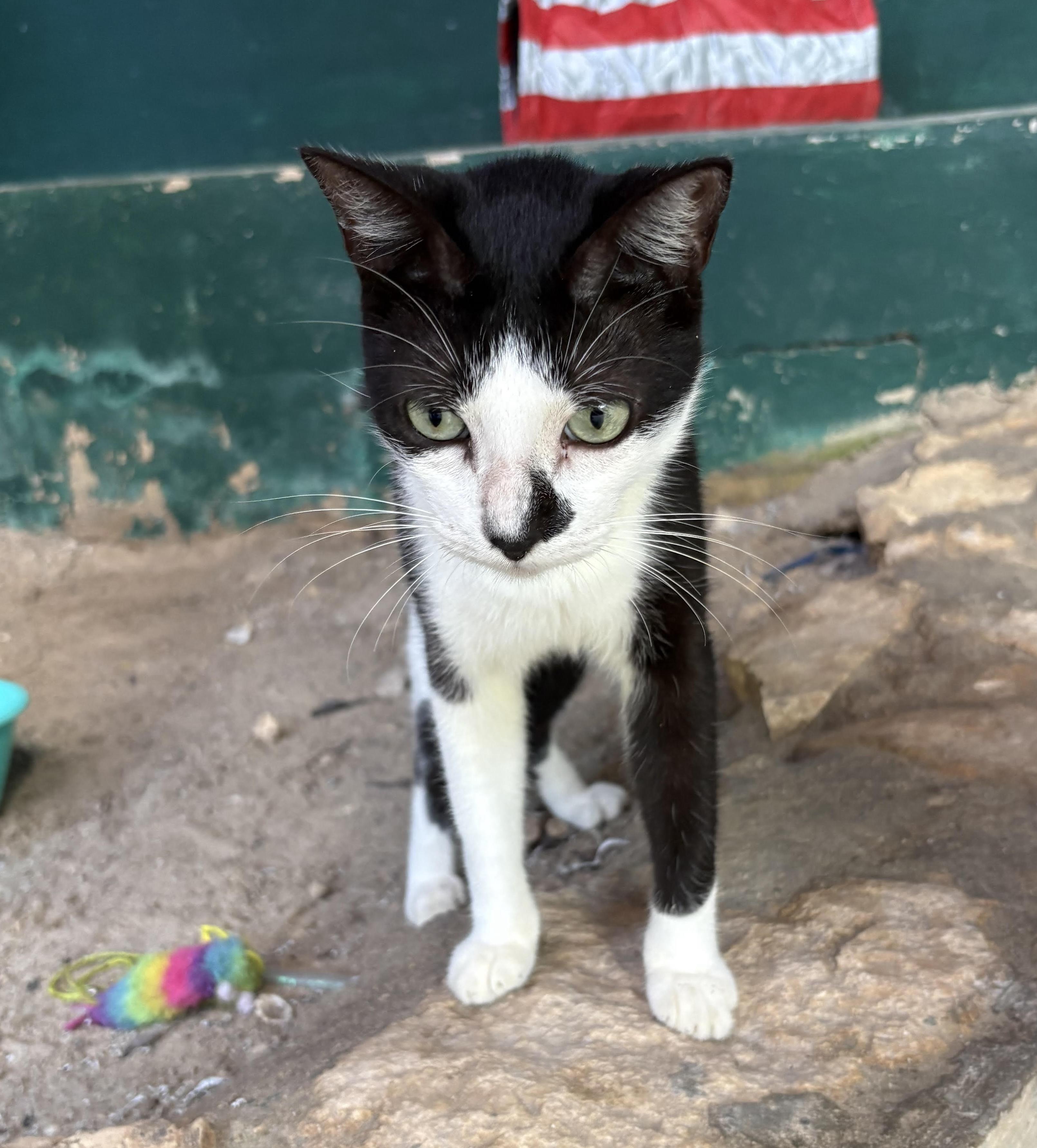 Keropy, ADOPTABLE, Young Male Exotic Shorthair.
