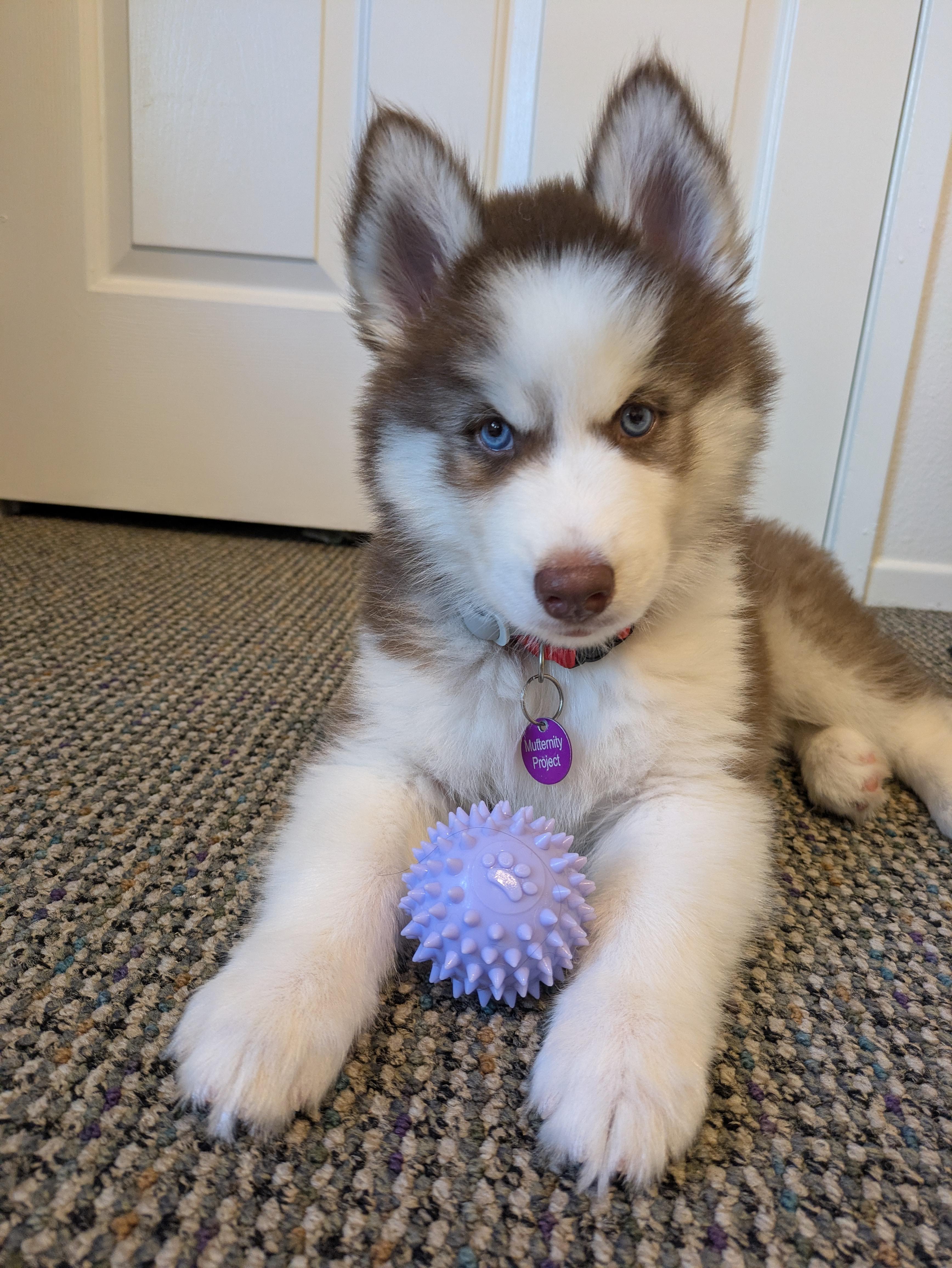 Denali, Adoptable, Puppy Female Siberian Husky.