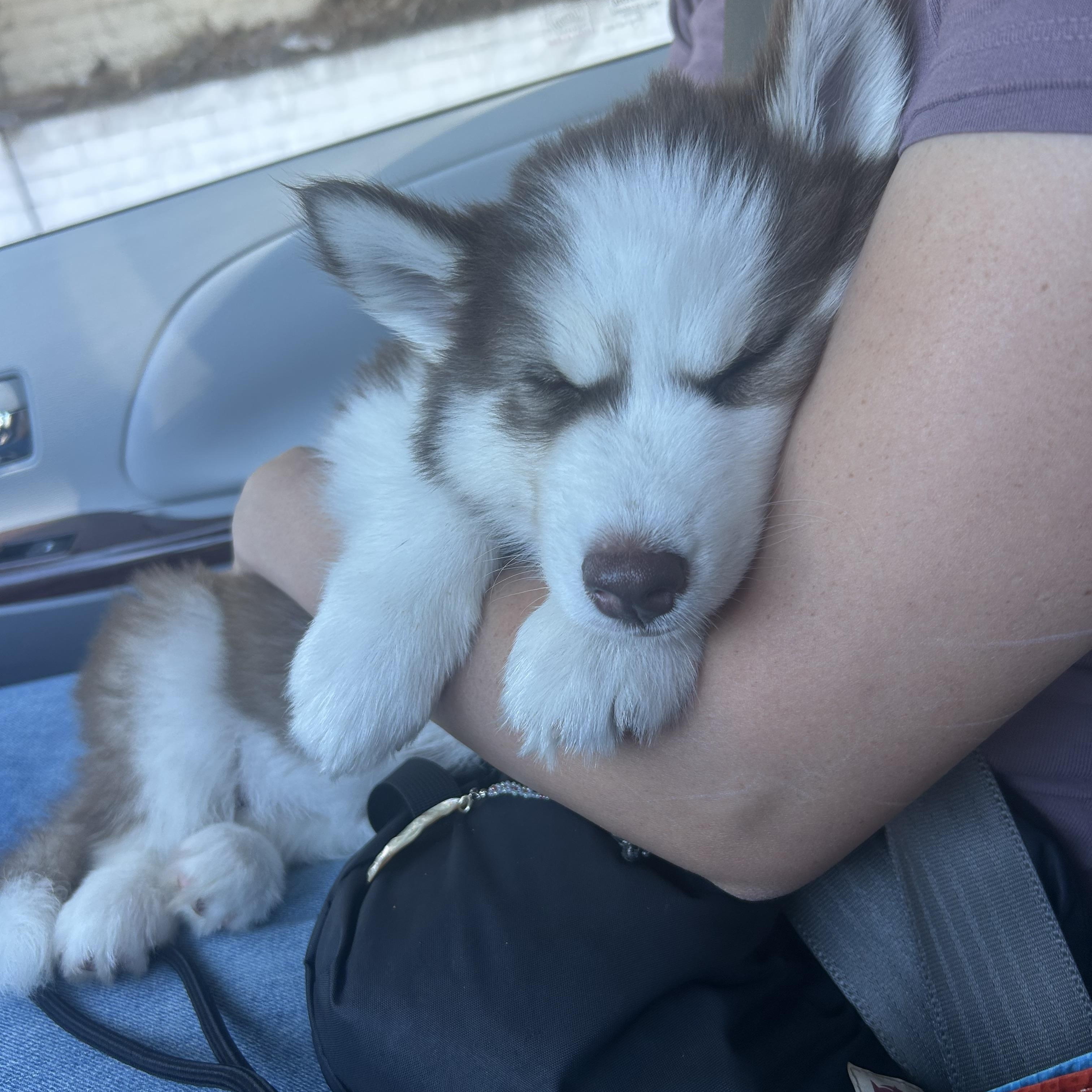 Enlarge Denali, a Adoptable Siberian Husky in West Hollywood, CA image 6/6