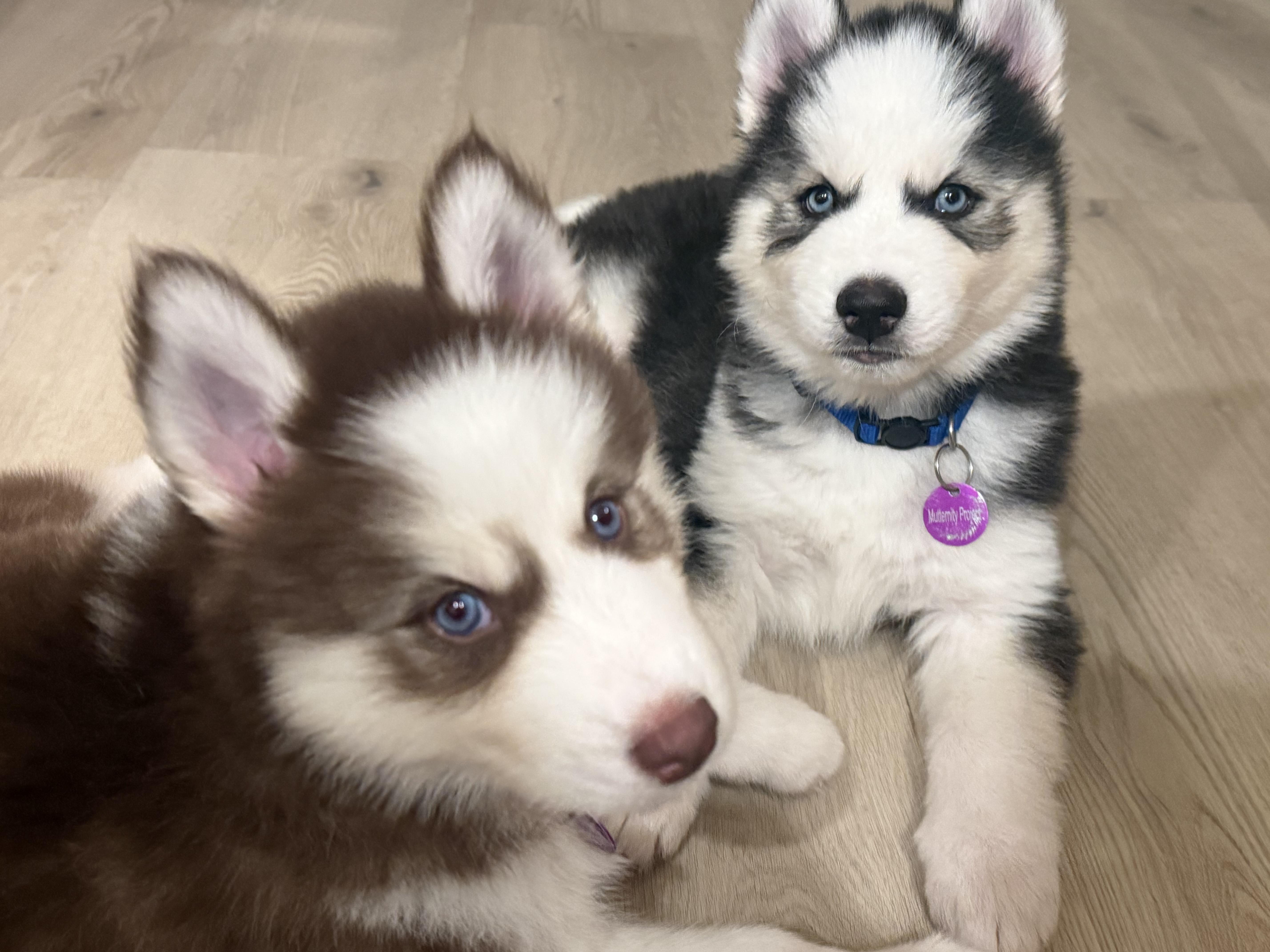 Enlarge Denali, a Adoptable Siberian Husky in West Hollywood, CA image 3/6