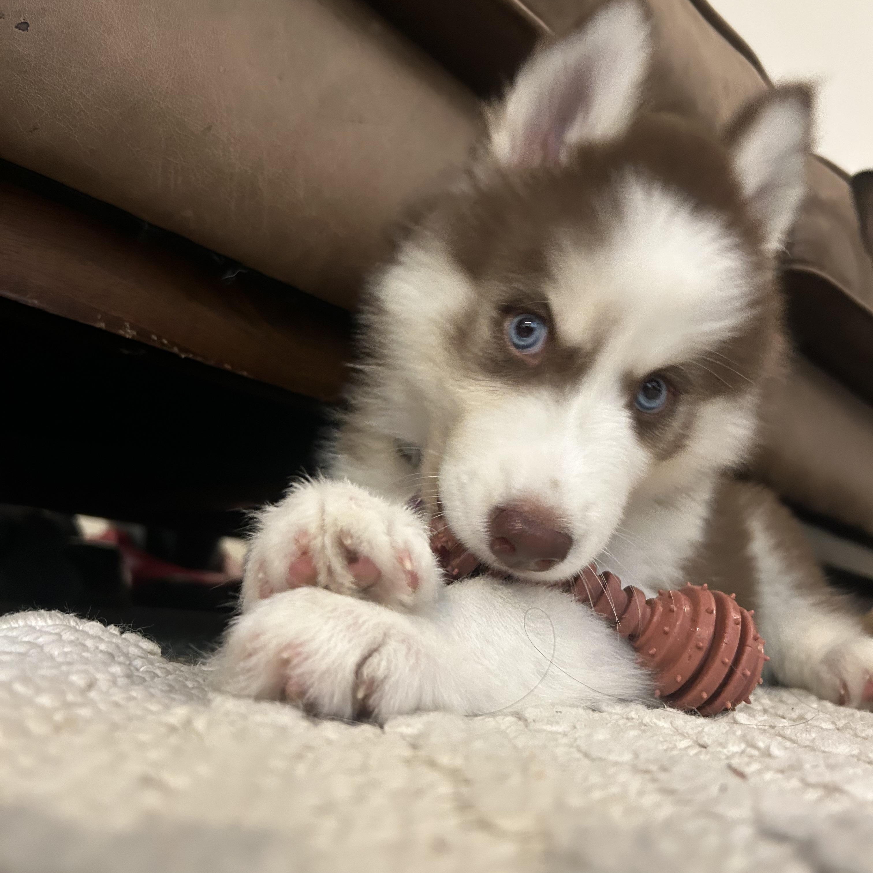Enlarge Denali, a Adoptable Siberian Husky in West Hollywood, CA image 2/6