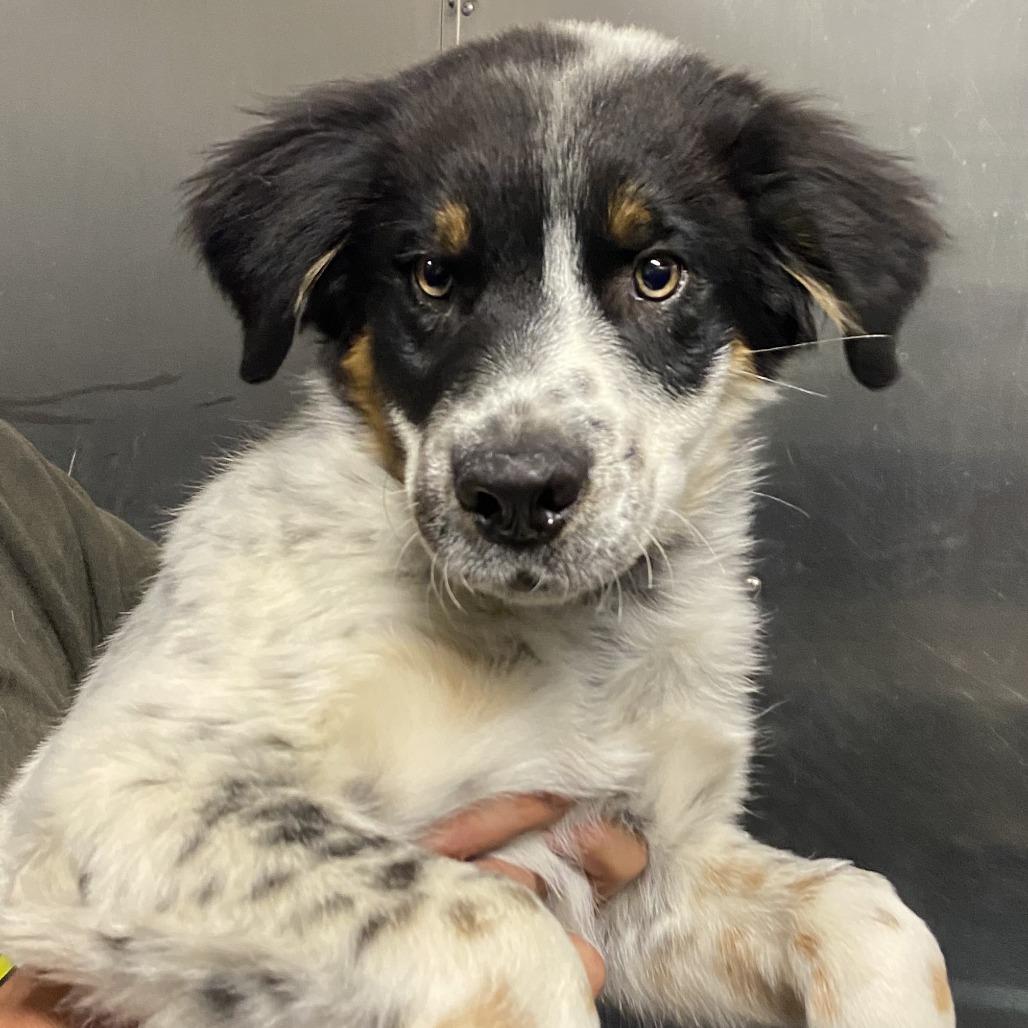 Spike, Adoptable, Puppy Male Australian Cattle Dog / Blue Heeler.