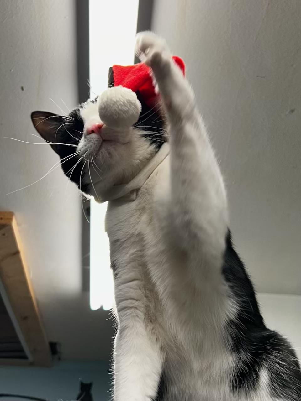 Liam, Adoptable, Adult Male Domestic Short Hair.