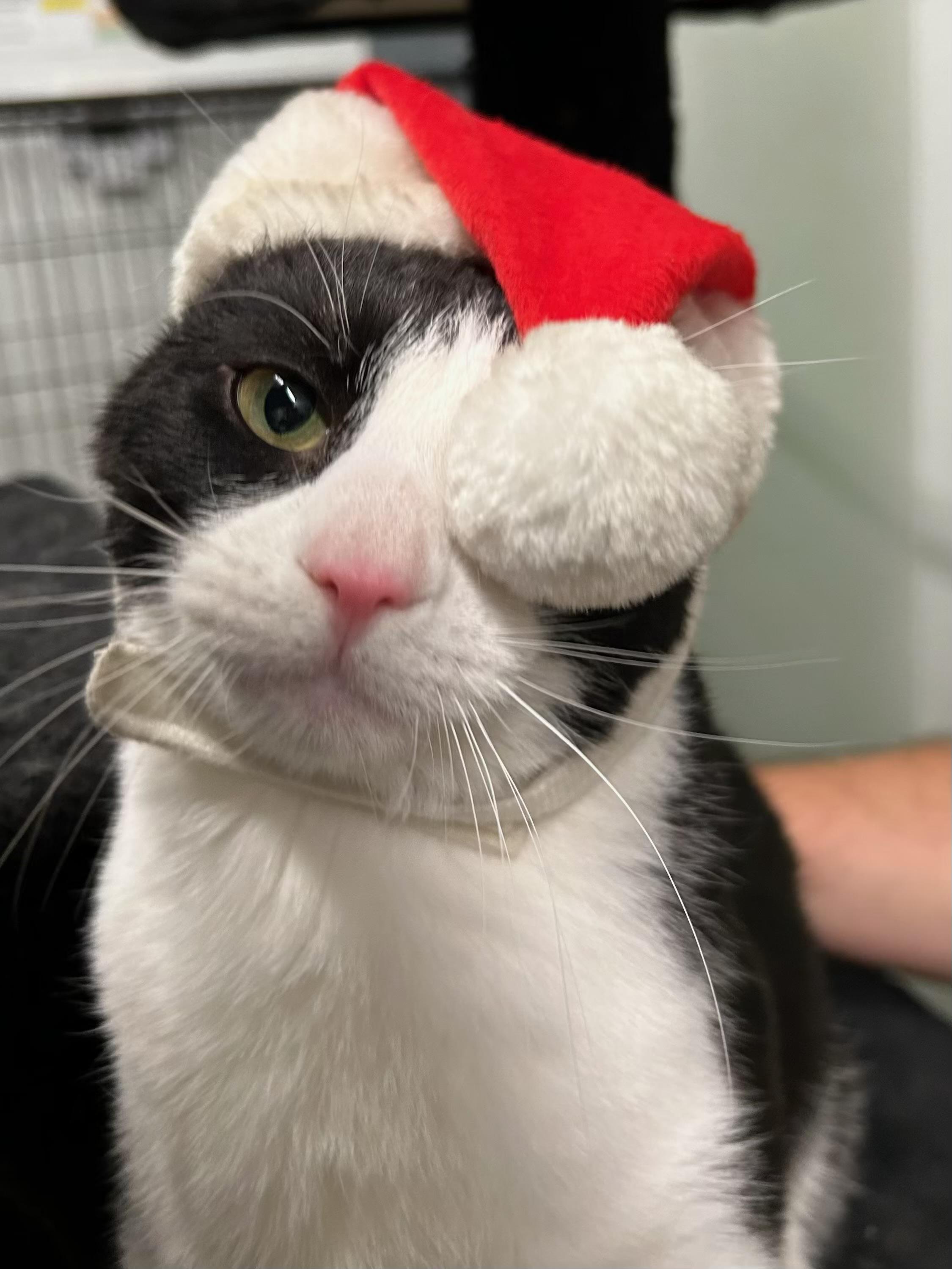 Liam, a Adoptable Domestic Short Hair in Reeds Spring, MO image 2/2