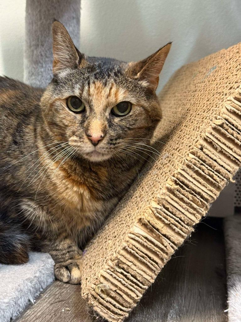 Enlarge Arya, a Adoptable mixed breed in Kodiak, AK image 1/6