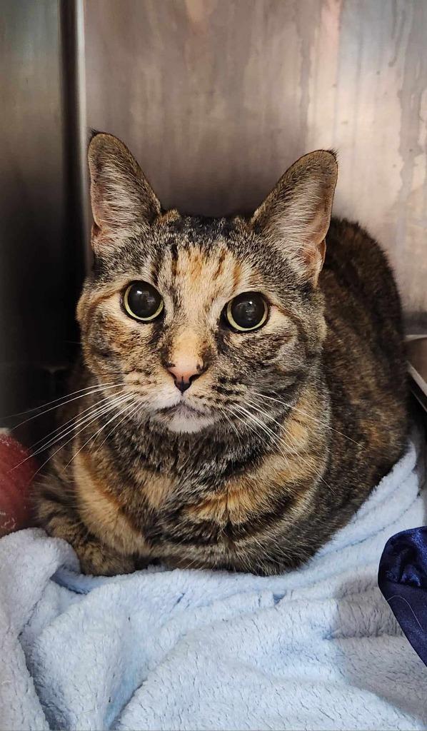 Enlarge Arya, a Adoptable mixed breed in Kodiak, AK image 1/6