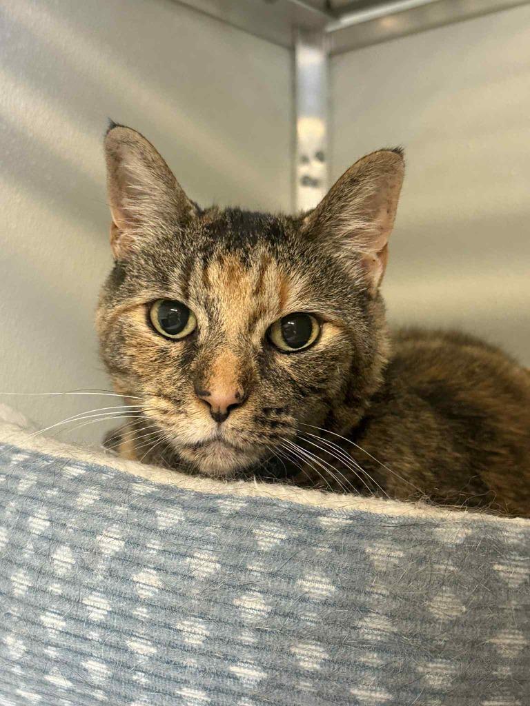 Enlarge Arya, a Adoptable mixed breed in Kodiak, AK image 4/6