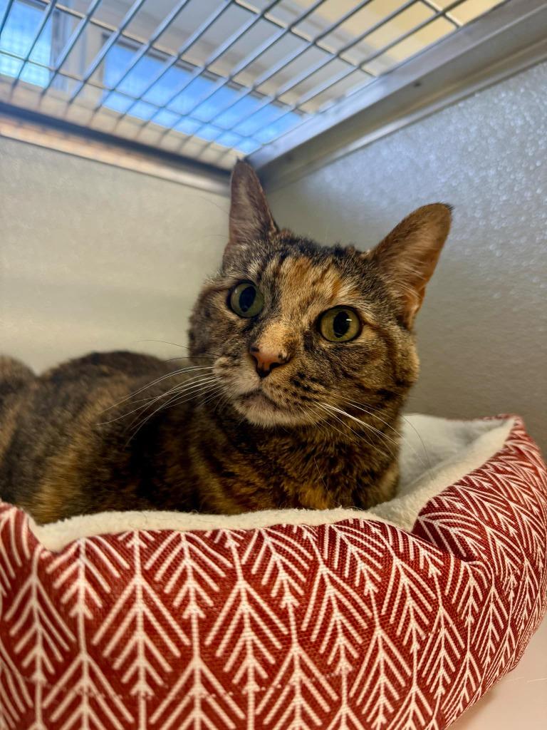 Enlarge Arya, a Adoptable mixed breed in Kodiak, AK image 4/6