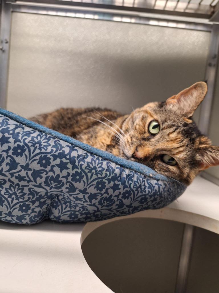 Enlarge Arya, a Adoptable mixed breed in Kodiak, AK image 5/6