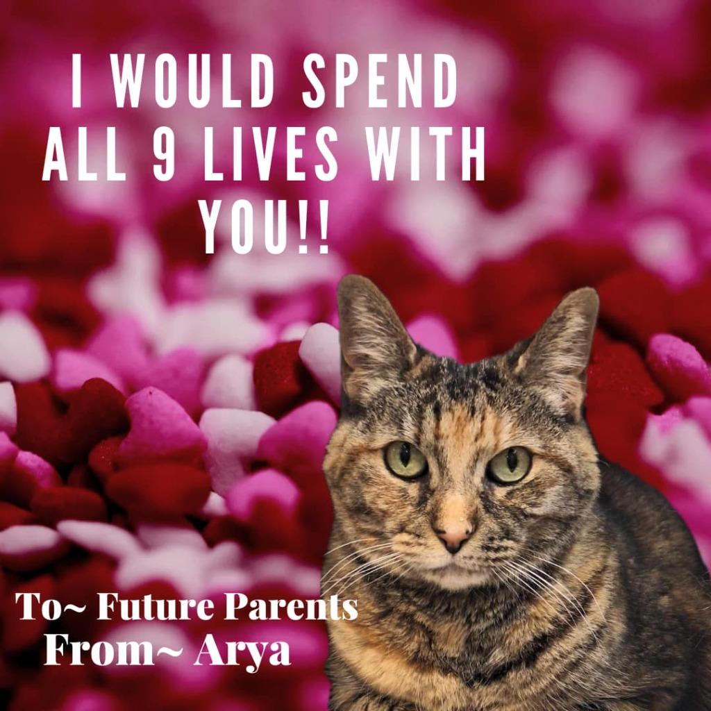 Enlarge Arya, a Adoptable mixed breed in Kodiak, AK image 6/6