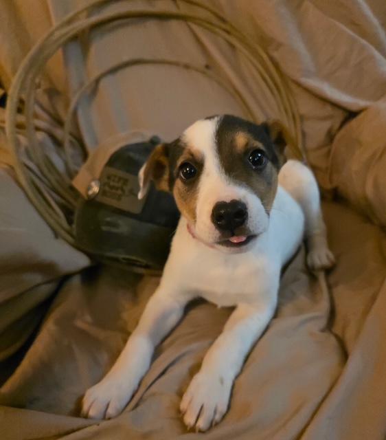 Monica, Adoptable, Puppy Female Australian Shepherd & Australian Cattle Dog / Blue Heeler.