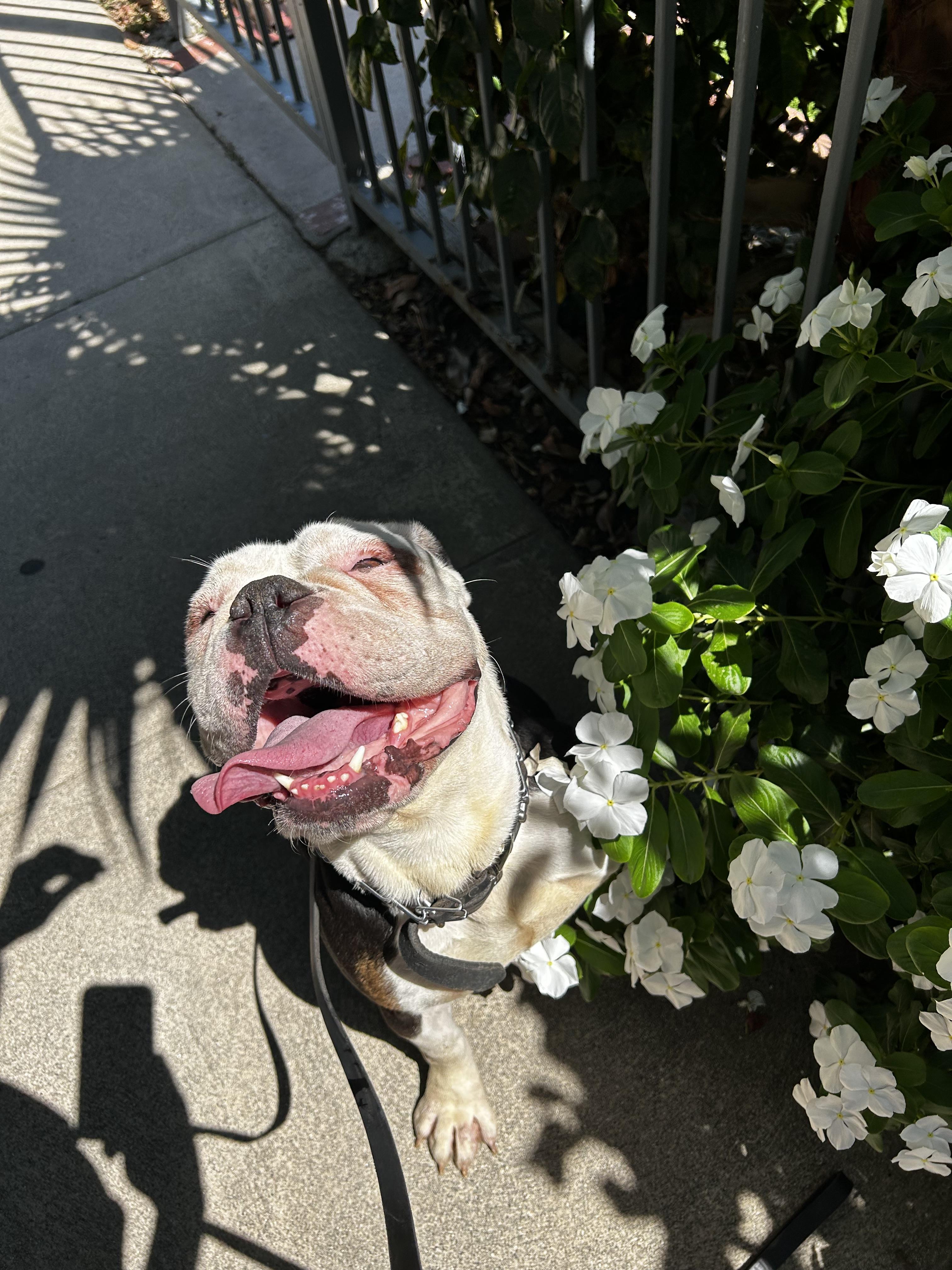 Hershey, Adoptable, Adult Female American Bulldog.