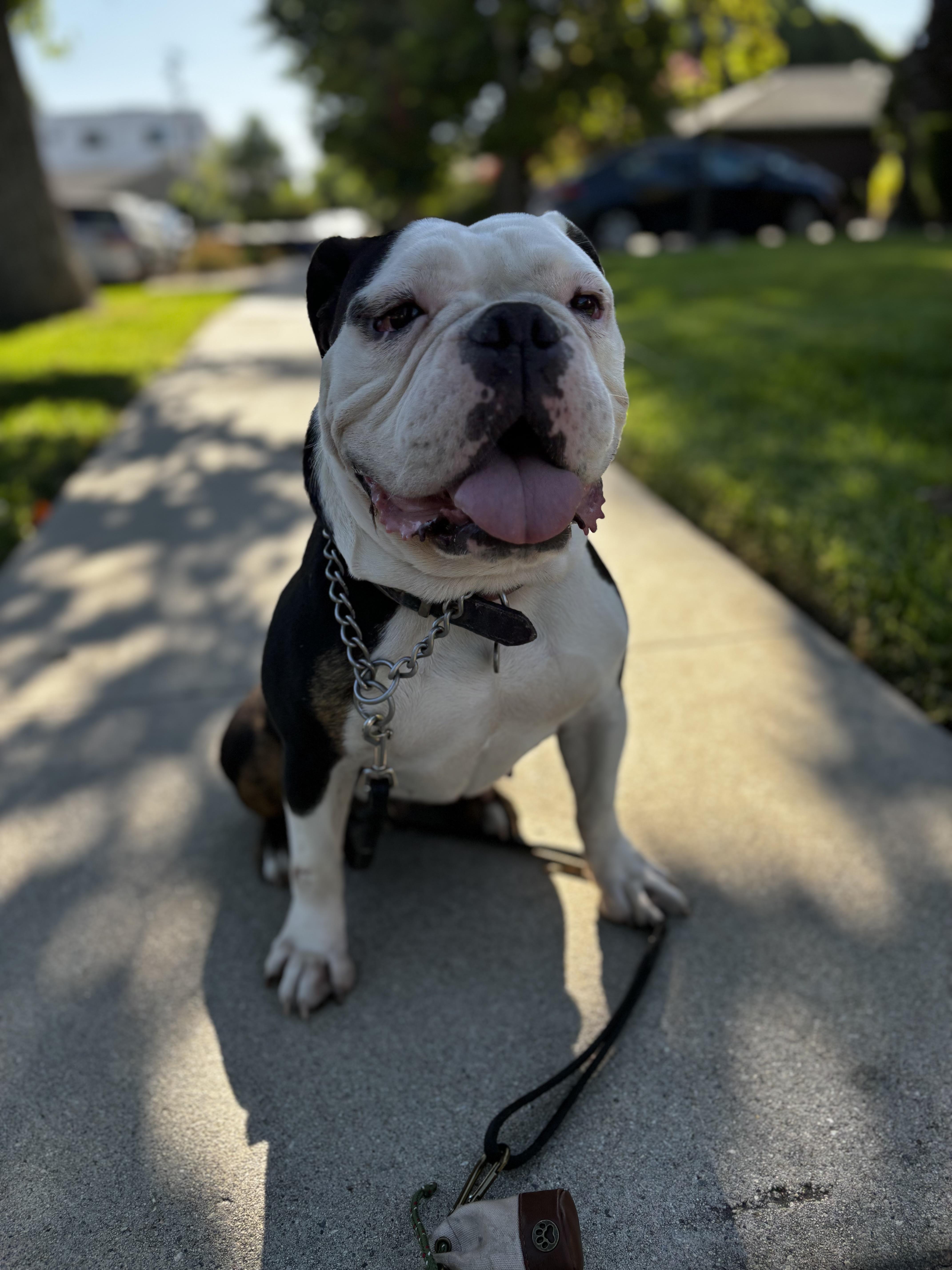 Enlarge Hershey, a Adoptable American Bulldog in West Hollywood, CA image 2/3