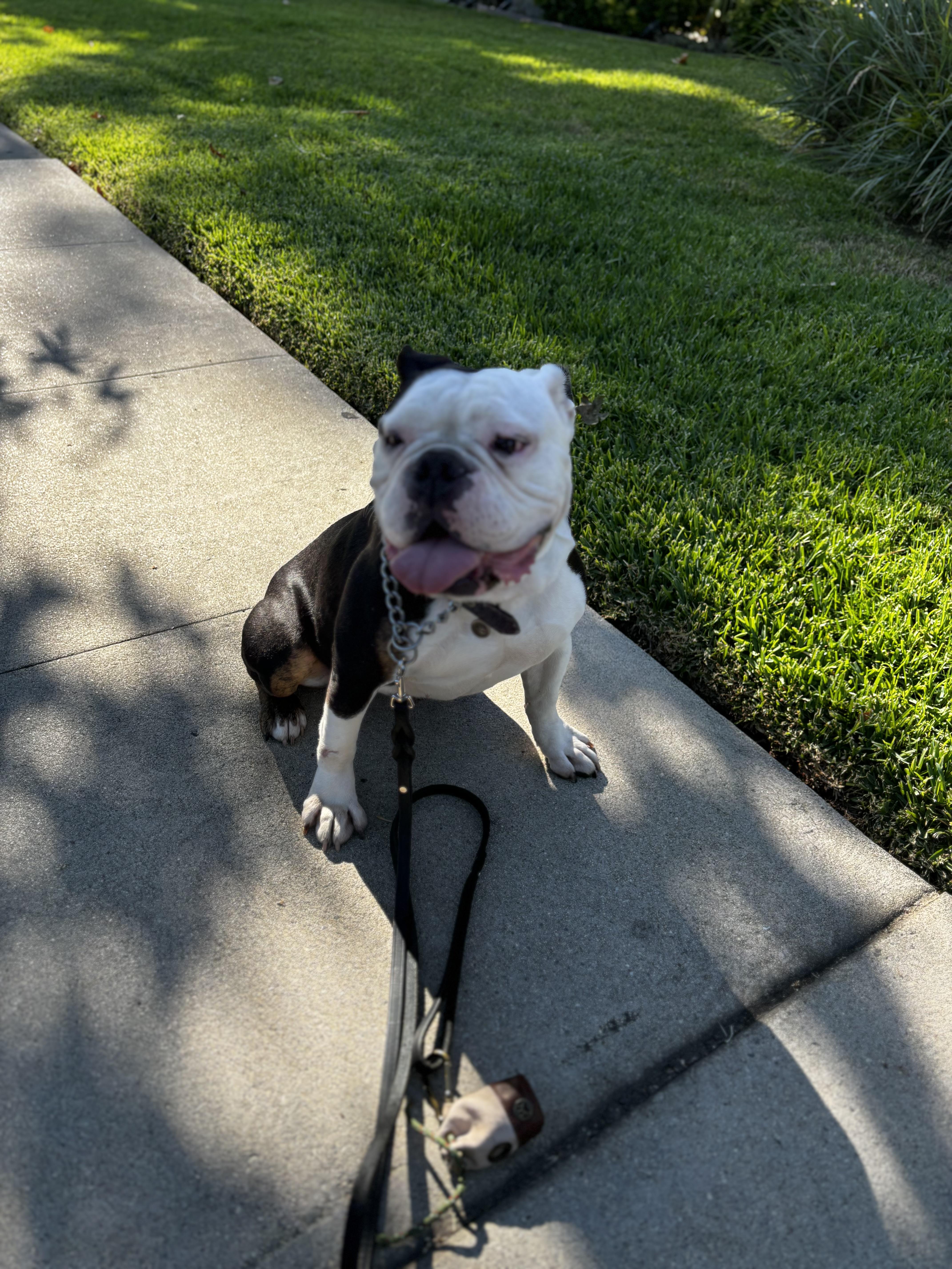 Enlarge Hershey, a Adoptable American Bulldog in West Hollywood, CA image 3/3