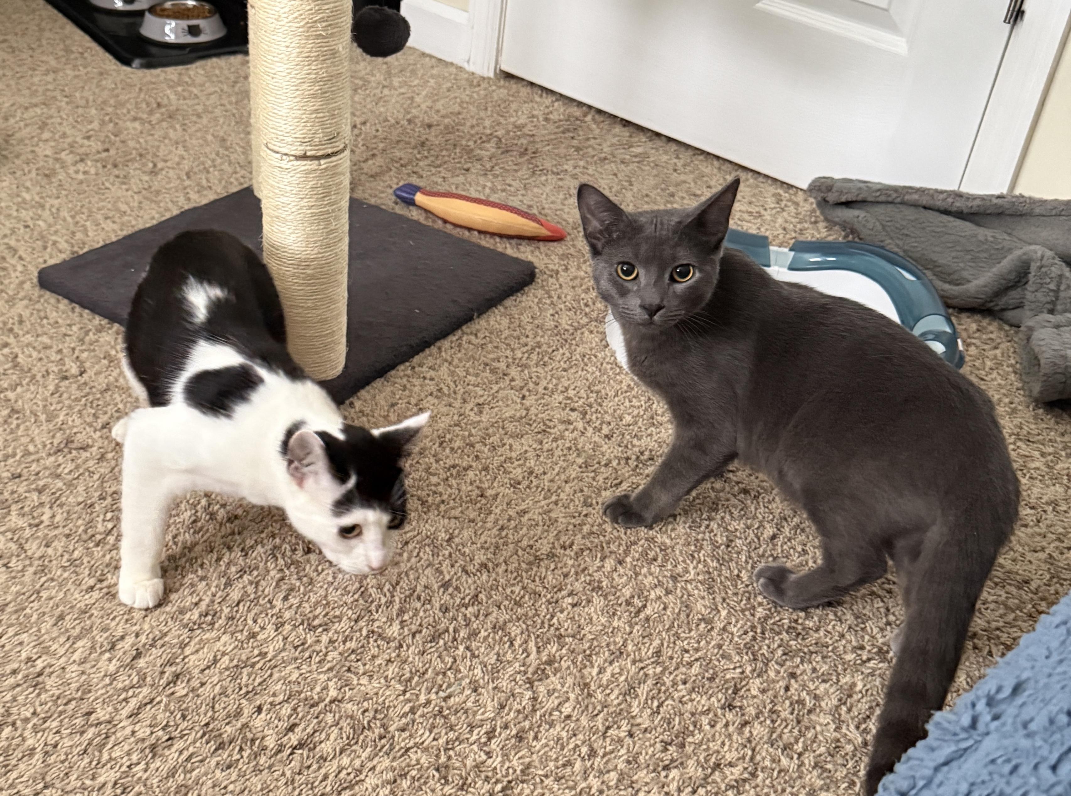 Enlarge Smokey, a Adopted mixed breed in Schenectady, NY image 5/6