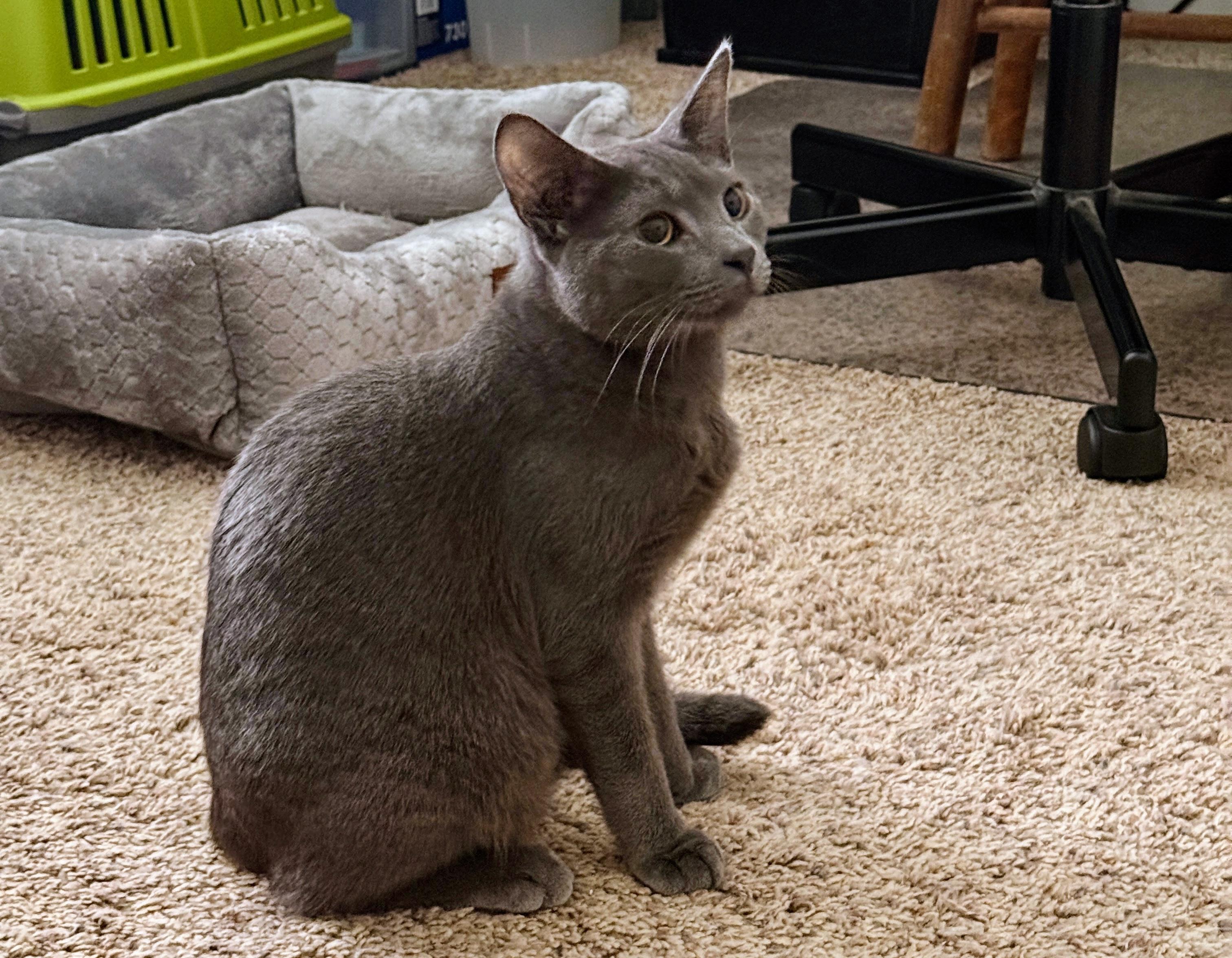 Enlarge Smokey, a Adopted mixed breed in Schenectady, NY image 3/6