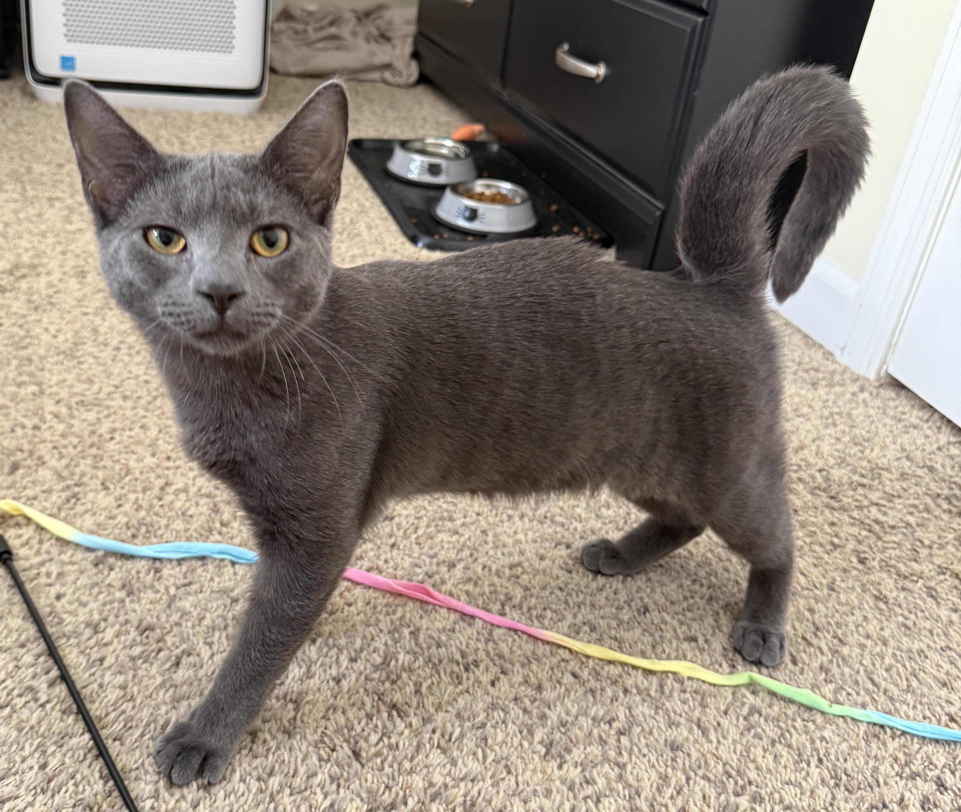 Enlarge Smokey, a Adopted mixed breed in Schenectady, NY image 1/6