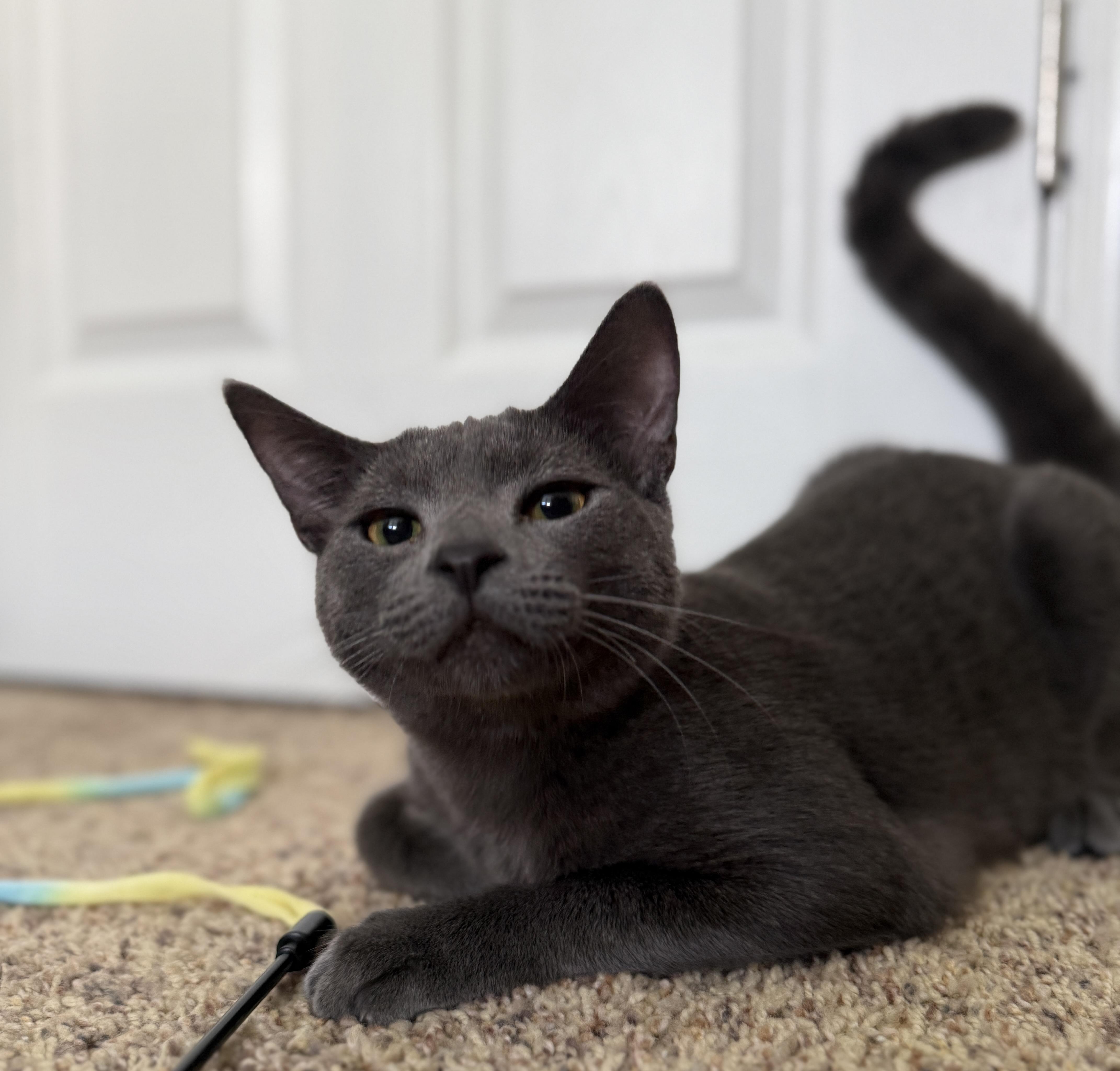Enlarge Smokey, a Adopted mixed breed in Schenectady, NY image 6/6