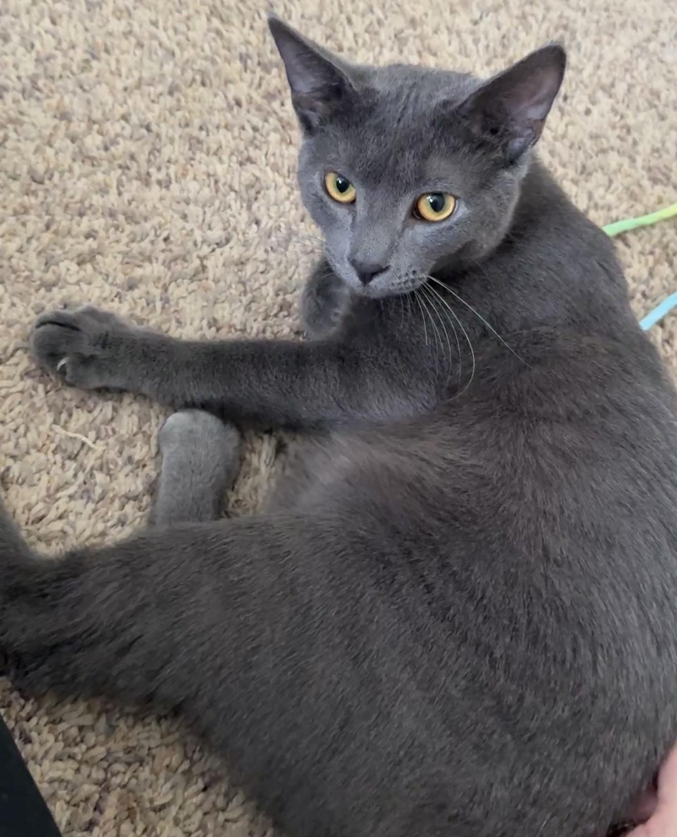 Enlarge Smokey, a Adopted mixed breed in Schenectady, NY image 2/6