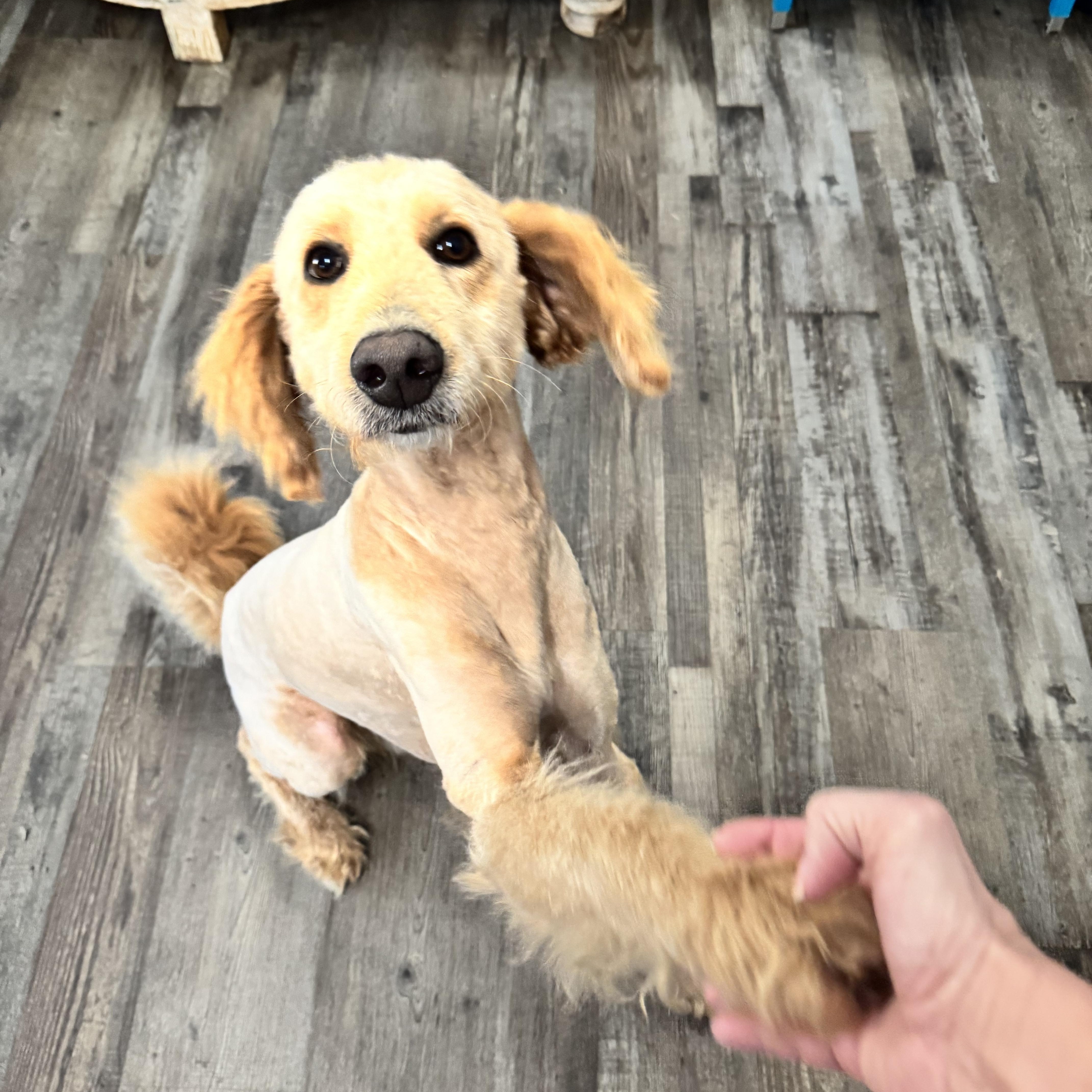 Enlarge Rufus, an adopted mixed breed in Sequatchie, TN image 3/4