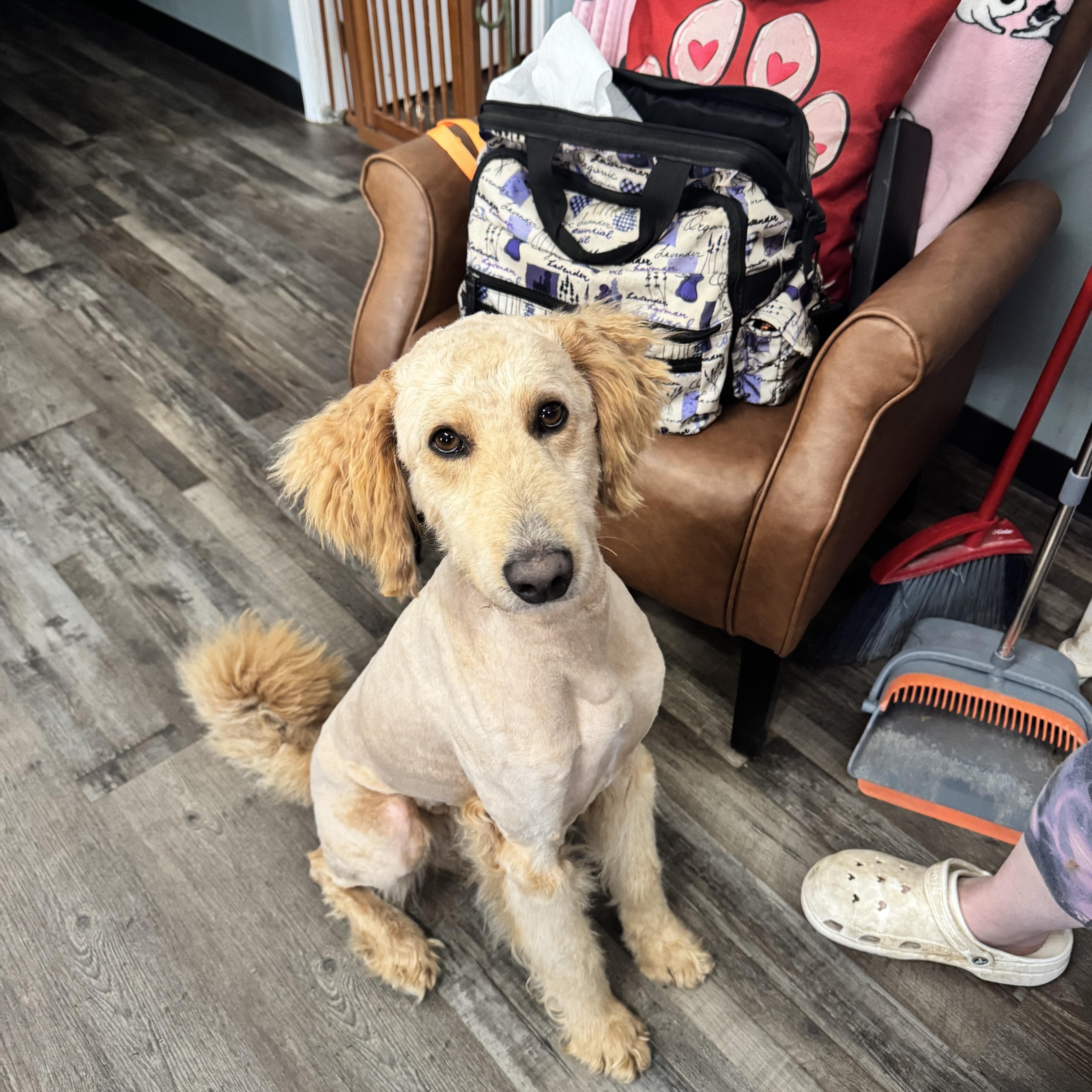 Rufus, adopted, Young Male Goldendoodle.