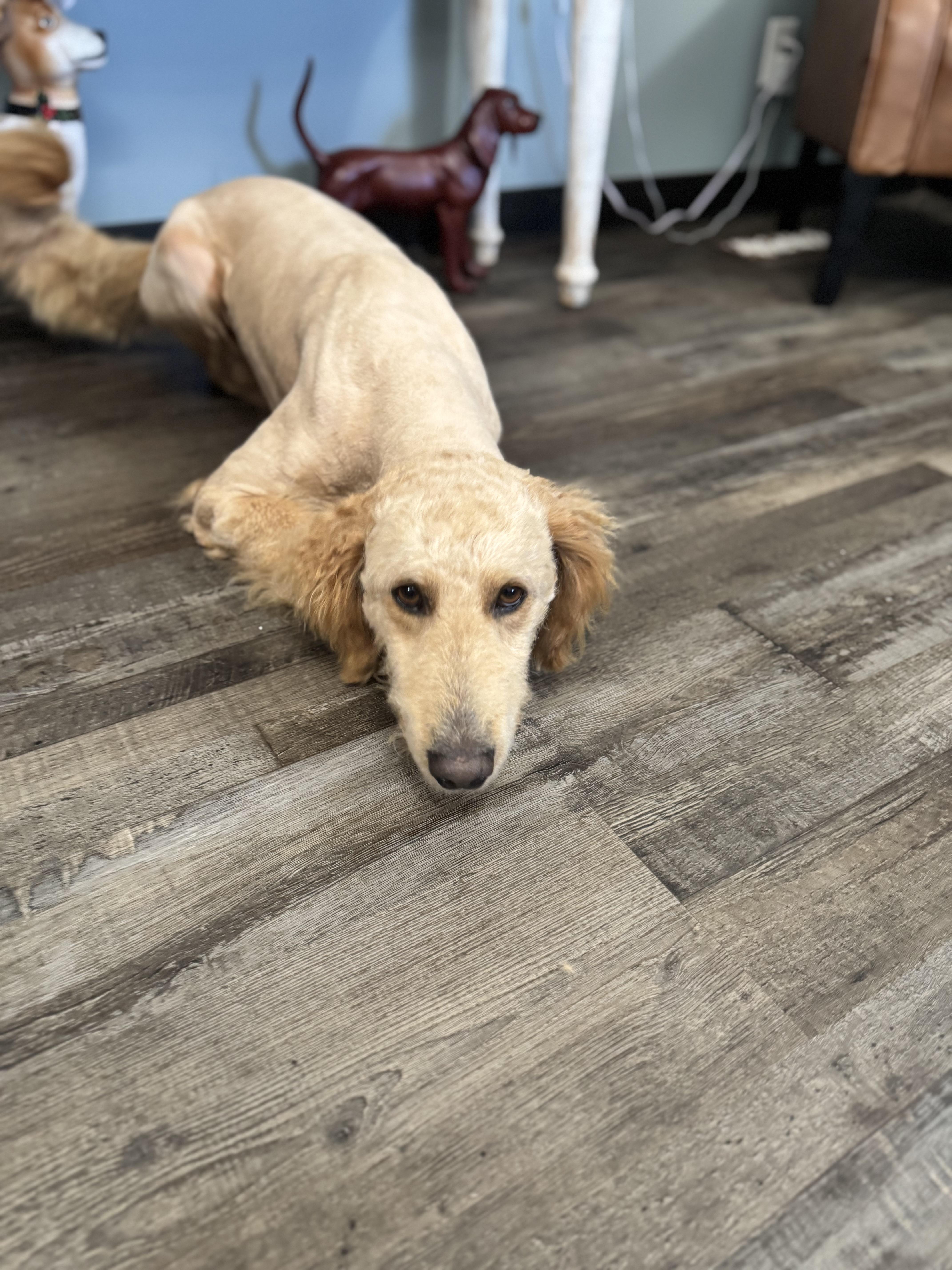 Enlarge Rufus, an adopted mixed breed in Sequatchie, TN image 4/4