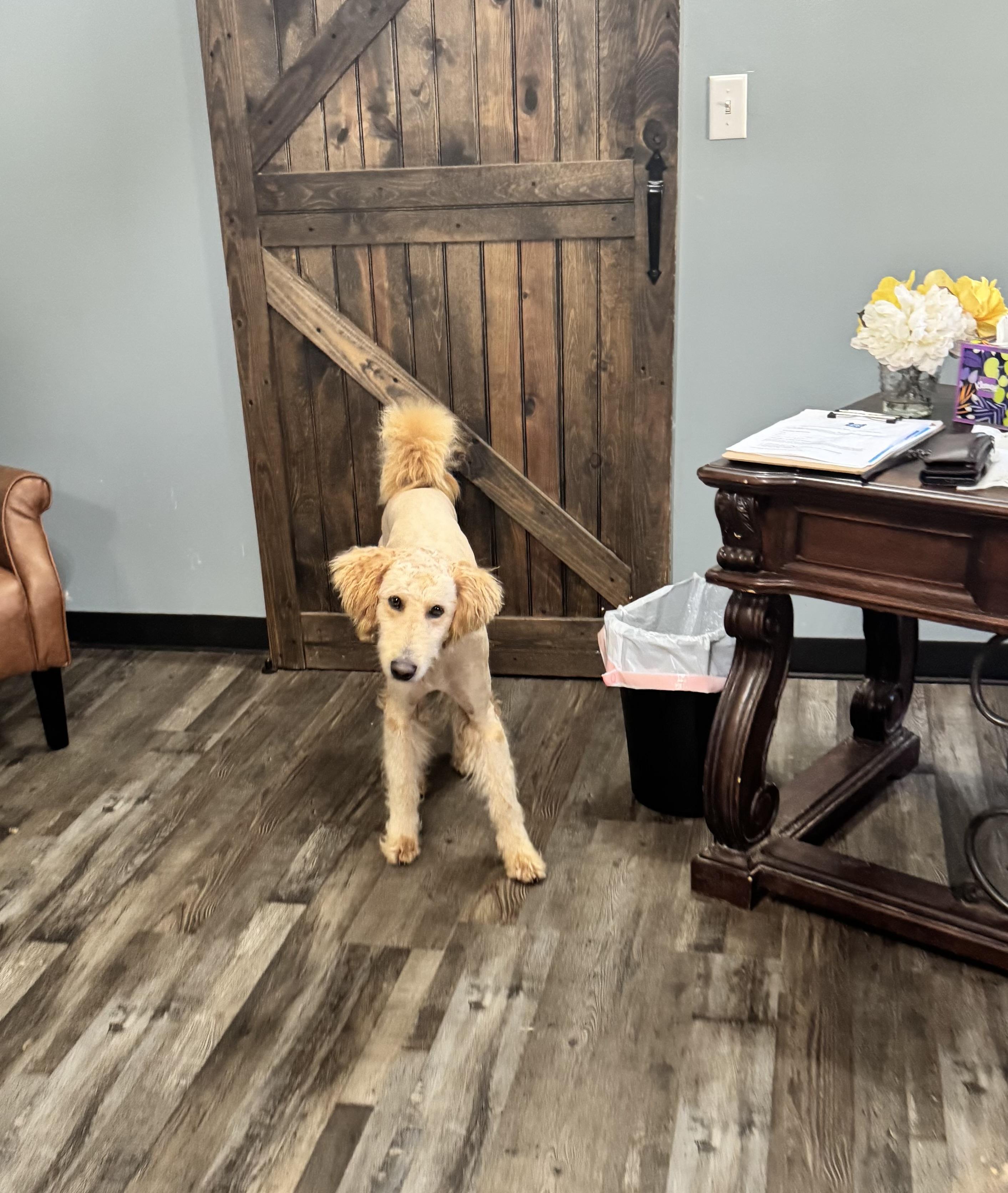 Enlarge Rufus, an adopted mixed breed in Sequatchie, TN image 2/4