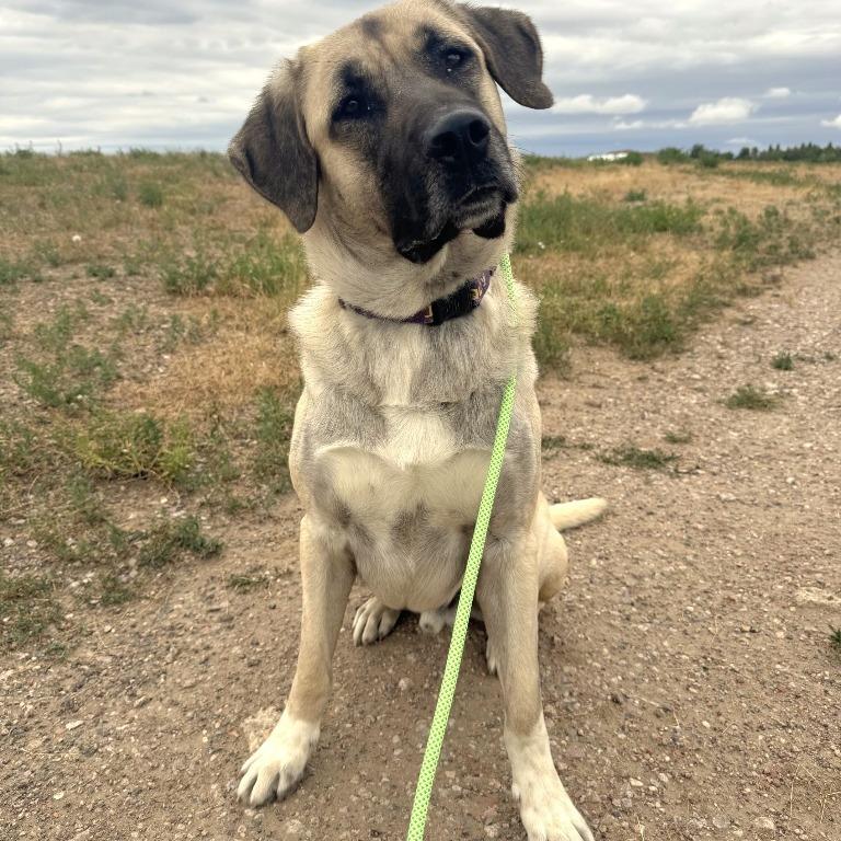 Ace, Adoptable, Adult Male Anatolian Shepherd & Mixed Breed.