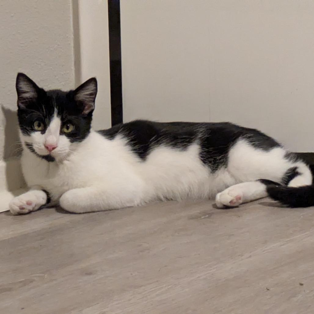 Enlarge Tonka, a Adoptable Domestic Short Hair in Austin, TX image 1/6