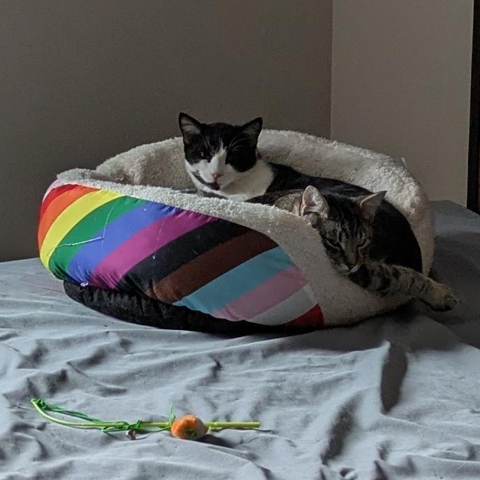 Enlarge Tonka, a Adoptable Domestic Short Hair in Austin, TX image 2/6