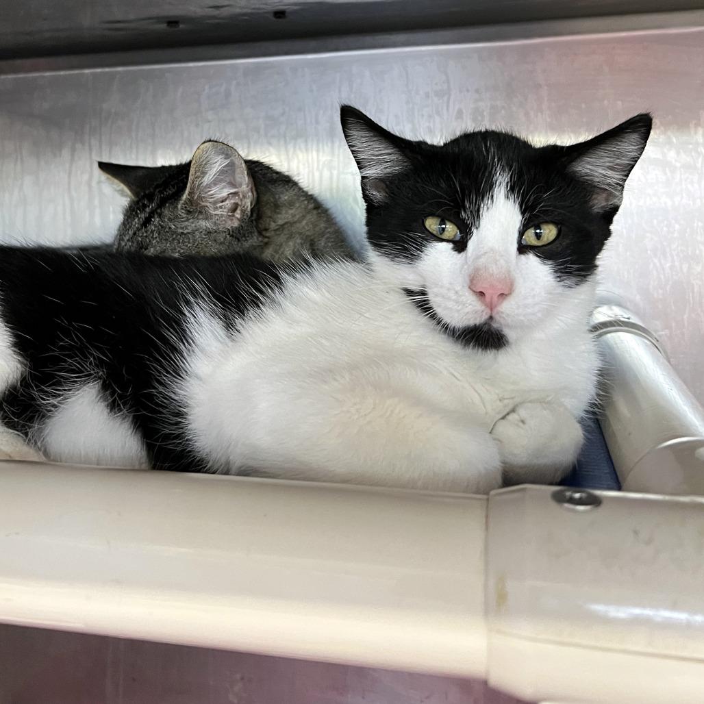 Enlarge Tonka, a Adoptable Domestic Short Hair in Austin, TX image 2/6