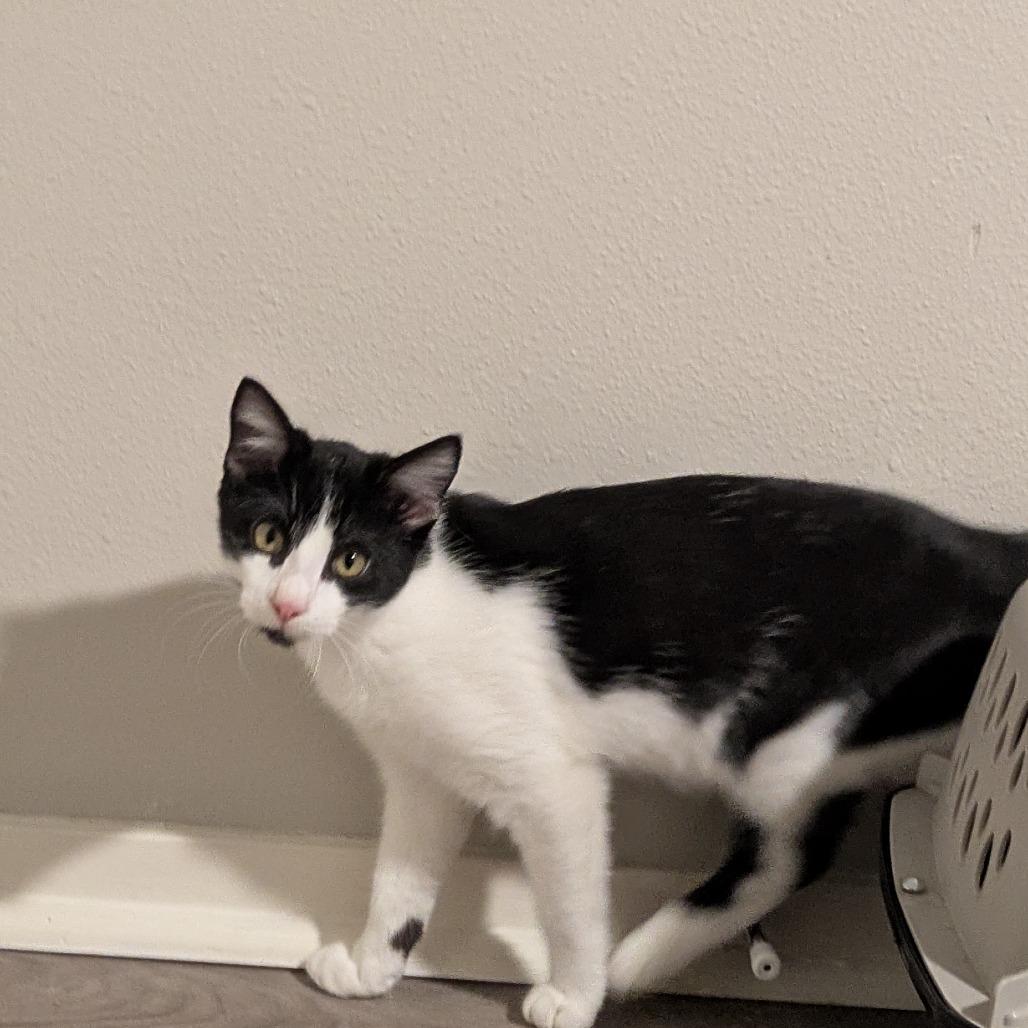 Enlarge Tonka, a Adoptable Domestic Short Hair in Austin, TX image 3/6