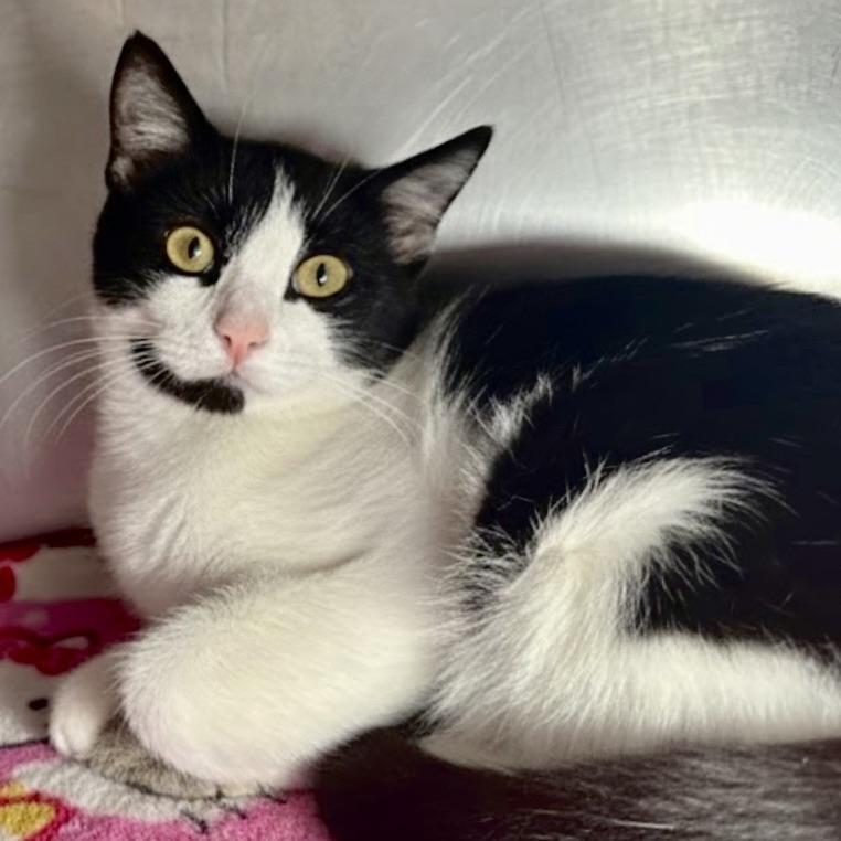 Enlarge Tonka, a Adoptable Domestic Short Hair in Austin, TX image 4/6