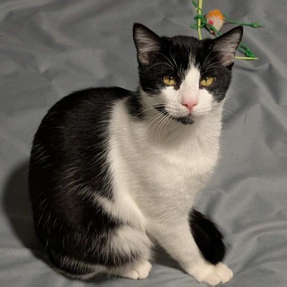 Enlarge Tonka, a Adoptable Domestic Short Hair in Austin, TX image 3/6