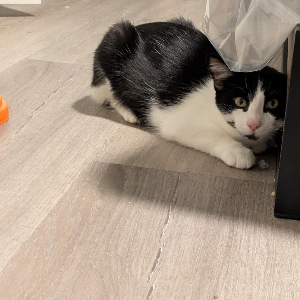 Enlarge Tonka, a Adoptable Domestic Short Hair in Austin, TX image 5/6