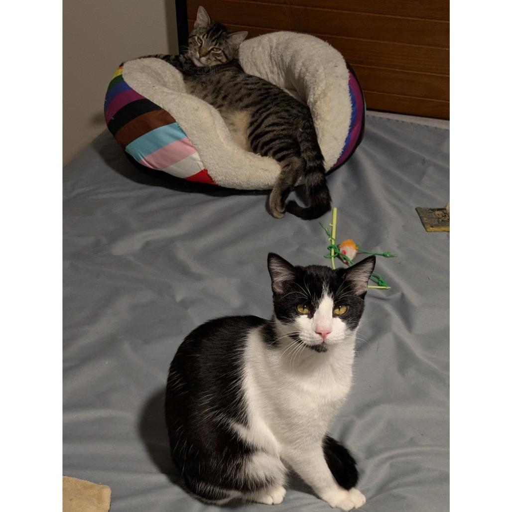 Enlarge Tonka, a Adoptable Domestic Short Hair in Austin, TX image 4/6