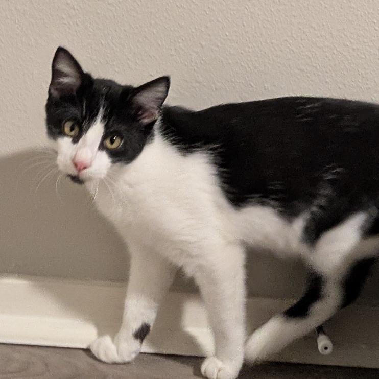 Enlarge Tonka, a Adoptable Domestic Short Hair in Austin, TX image 5/6