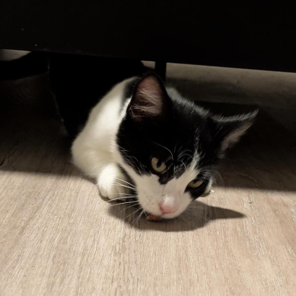 Enlarge Tonka, a Adoptable Domestic Short Hair in Austin, TX image 6/6