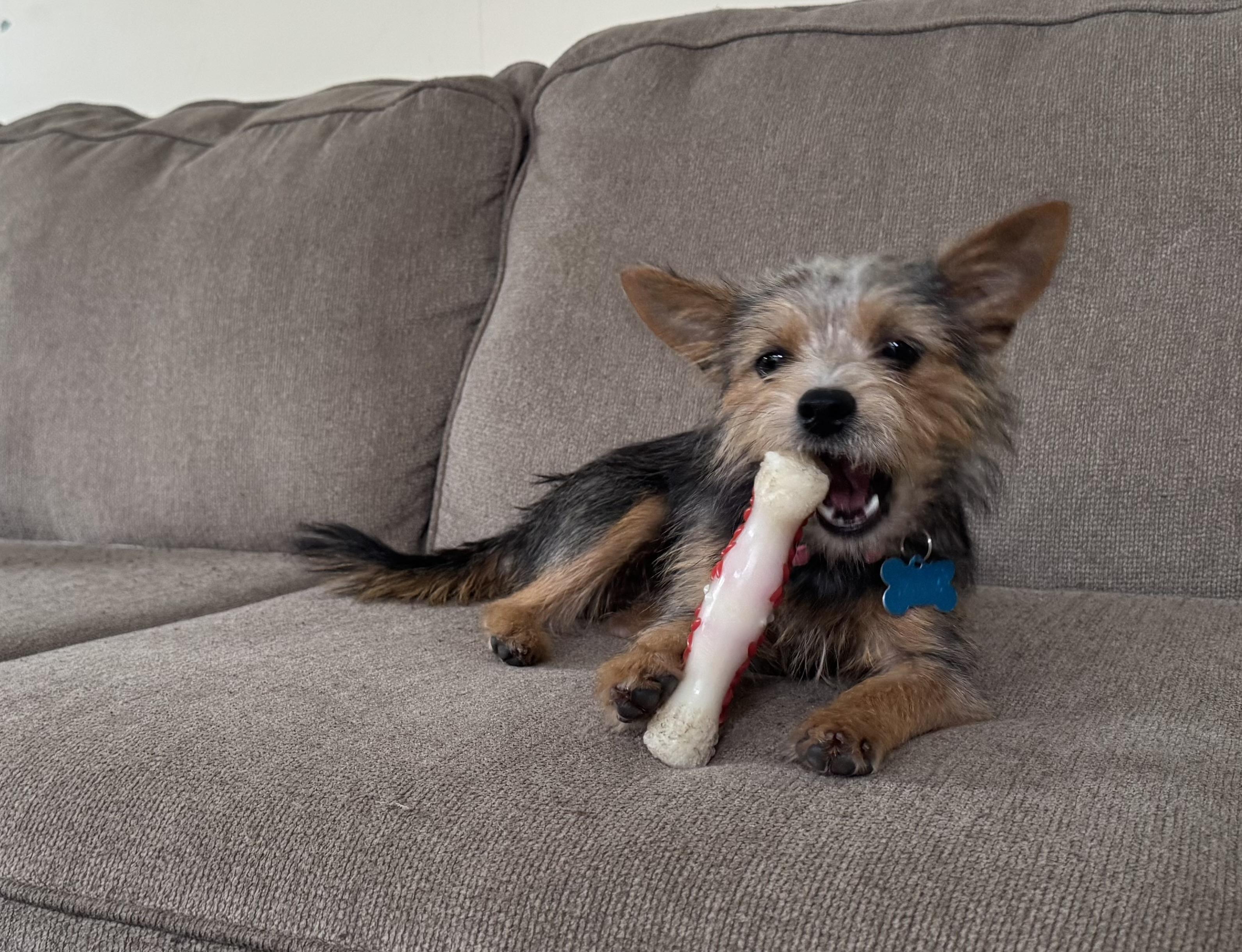 Arizona, an adopted mixed breed in Niles, IL image 2/5