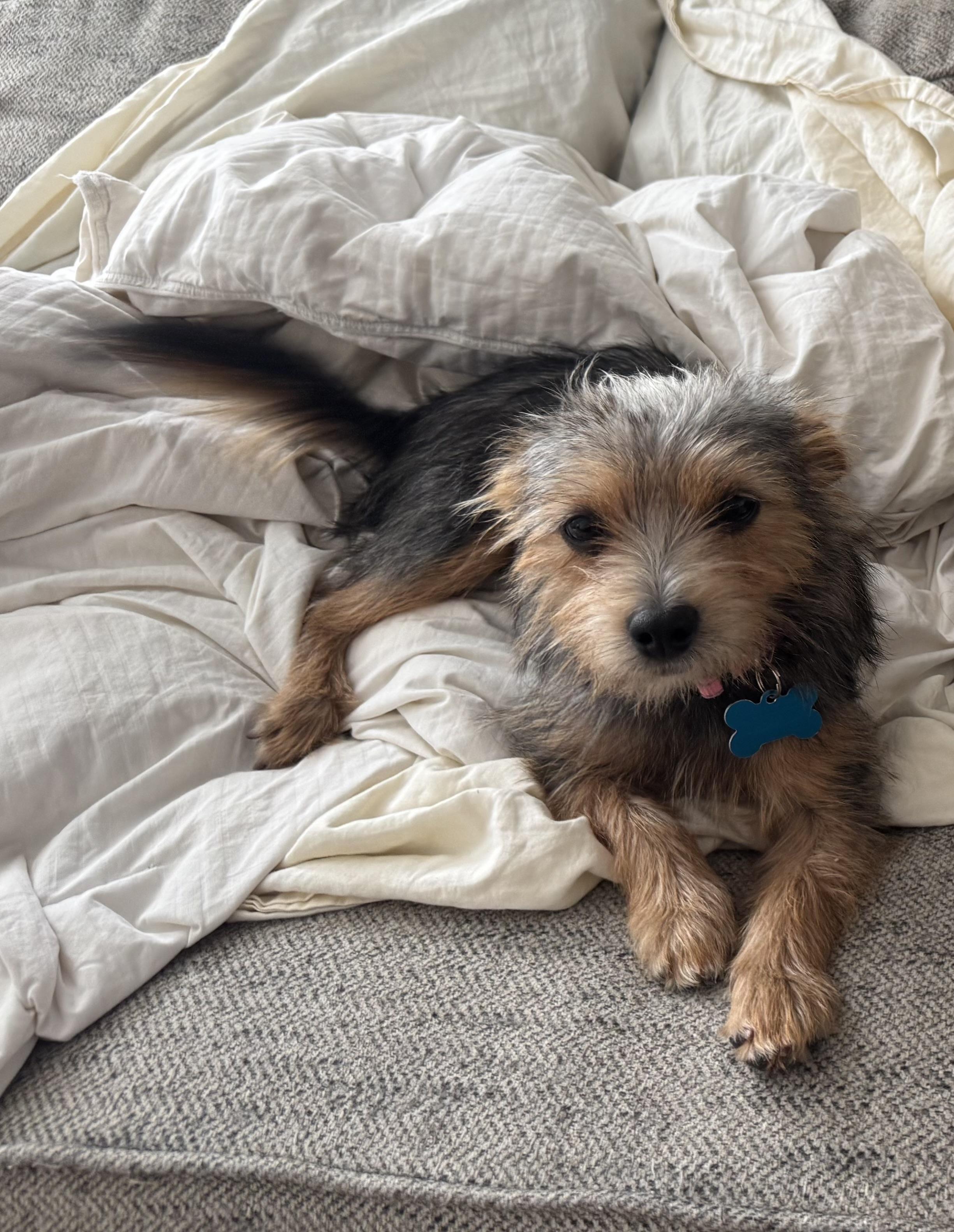 Arizona, an adopted mixed breed in Niles, IL image 4/5