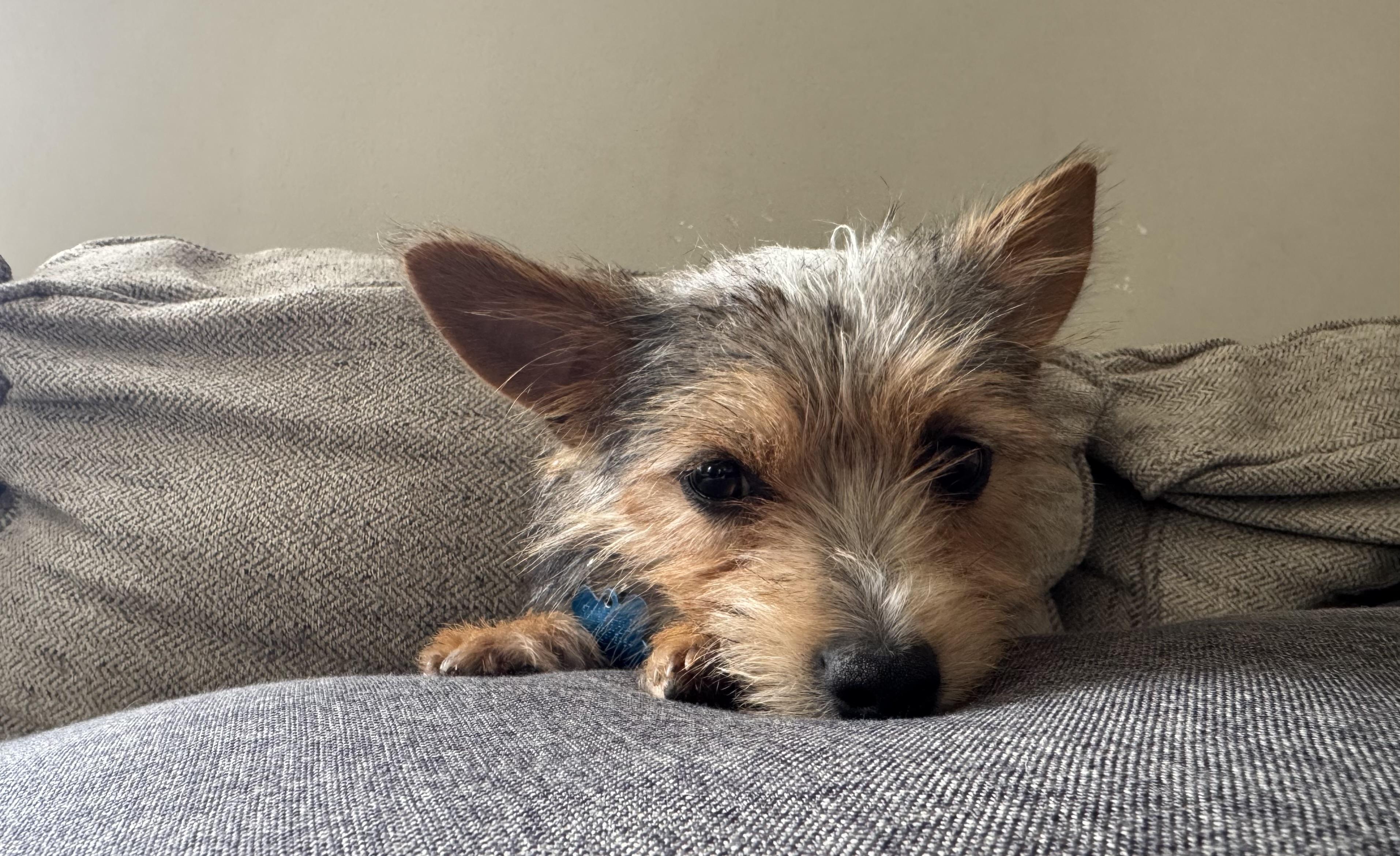 Arizona, an adopted mixed breed in Niles, IL image 5/5
