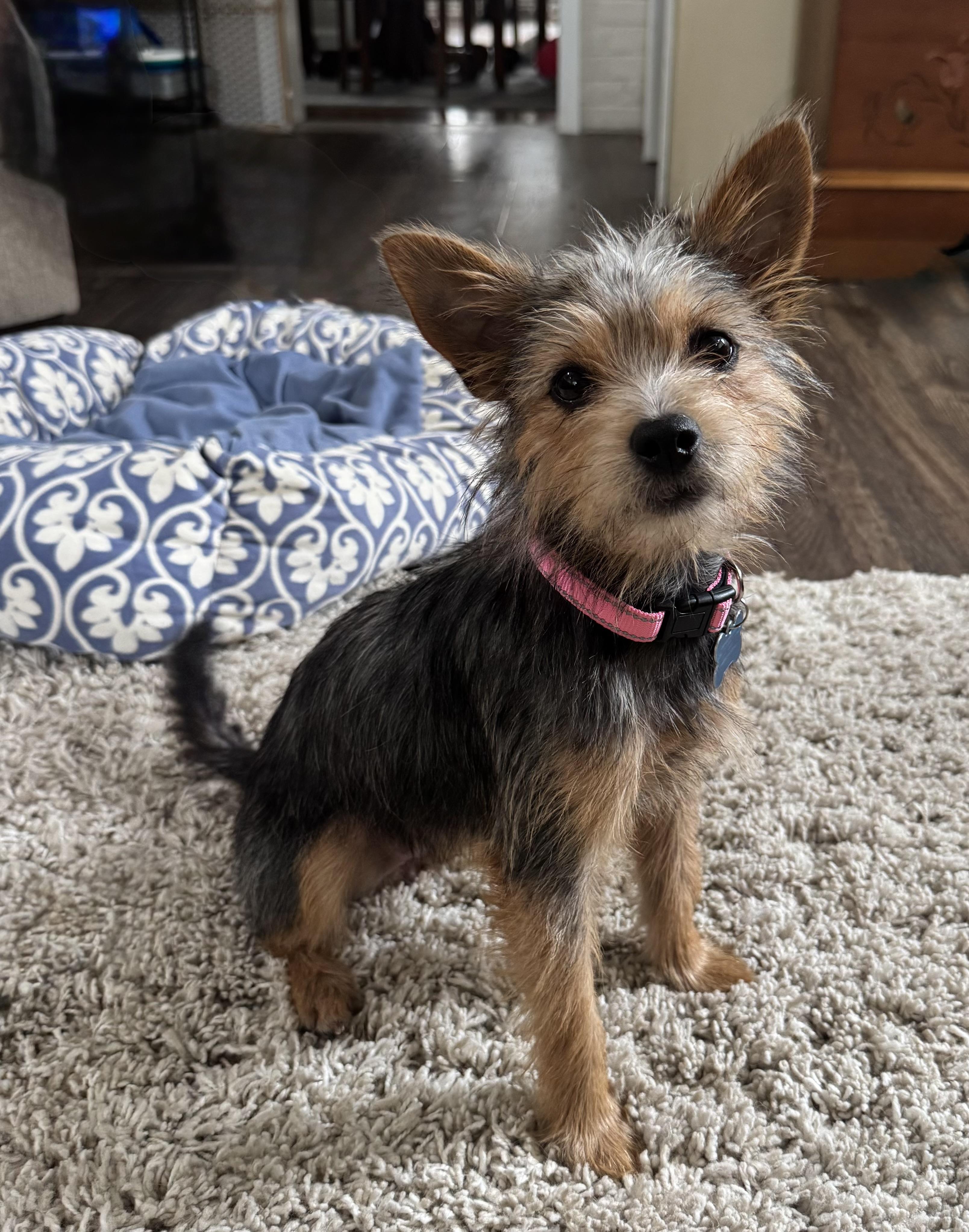 Arizona, adopted, Young Female Terrier.
