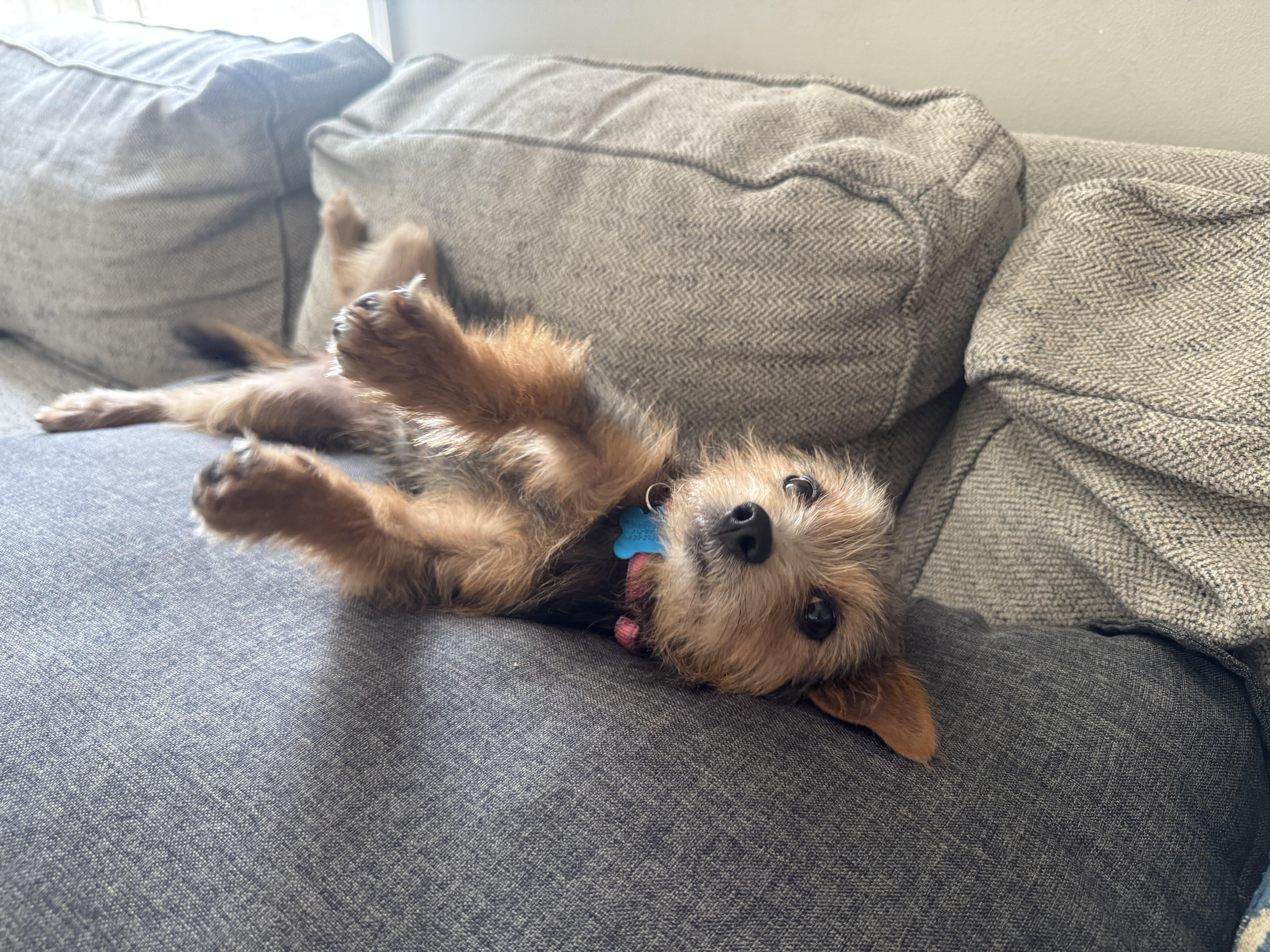Arizona, an adopted mixed breed in Niles, IL image 3/5