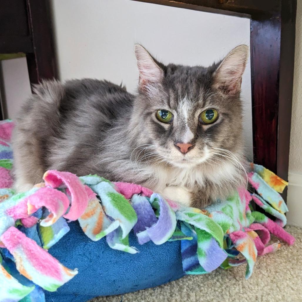 Sunflower, Adoptable, Senior Male Domestic Medium Hair.