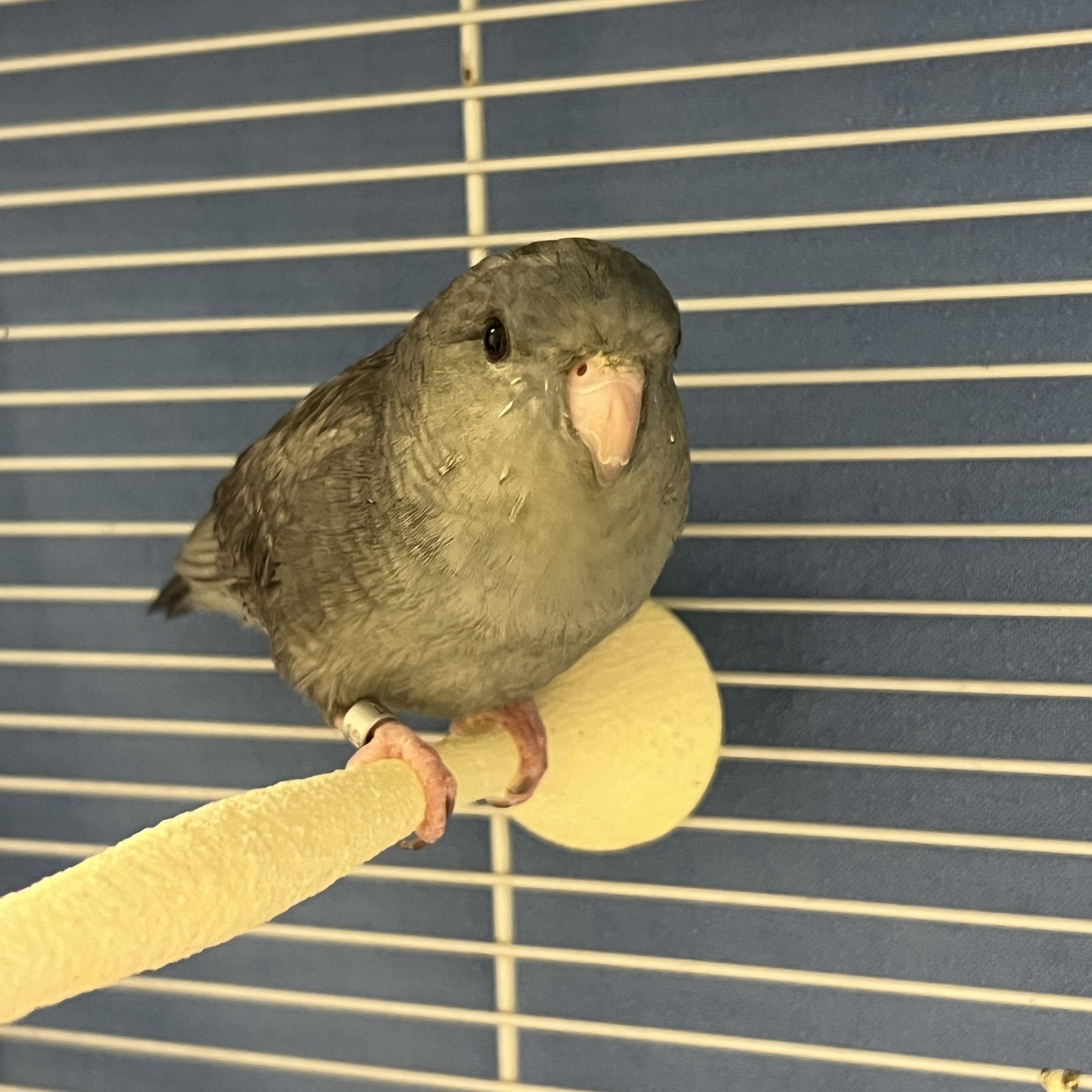 Enlarge Casanova, an adopted Parrotlet in Cedar Rapids, IA image 1/2